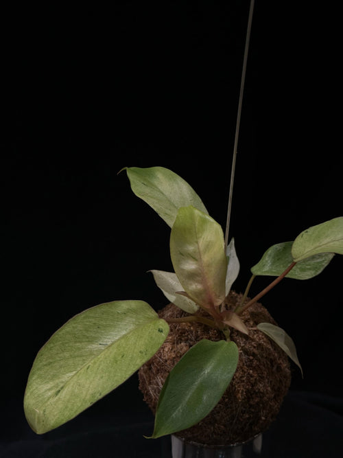 Kokedama di Philodendron 'Snowdrift' - dettaglio - KOI KOI Milano