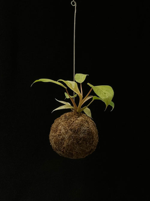 Kokedama di Philodendron 'Snowdrift' - Atelier KOI KOI Milano