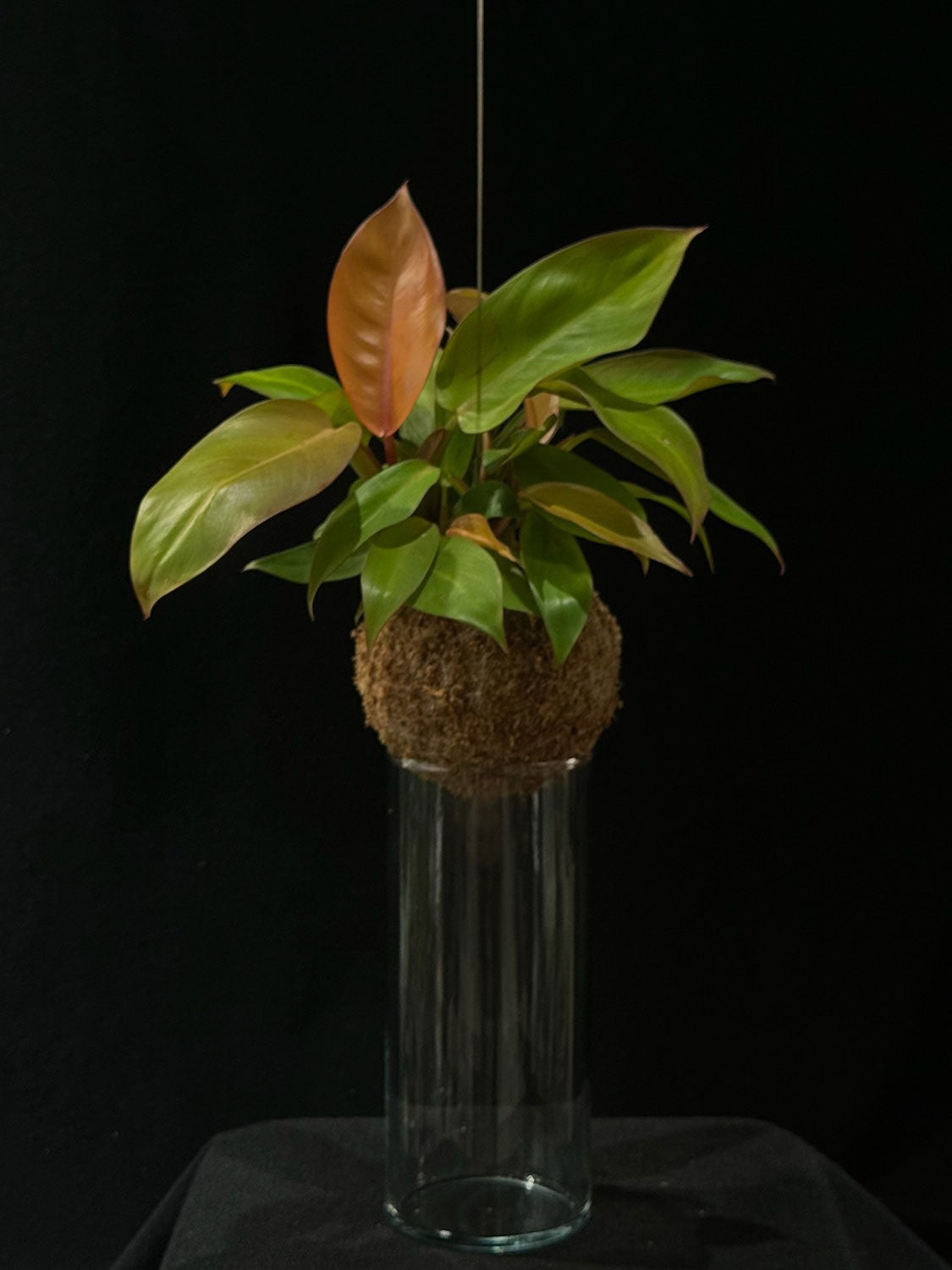 Kokedama di Philodendron 'Prince of Orange' - Atelier KOI KOI Milano