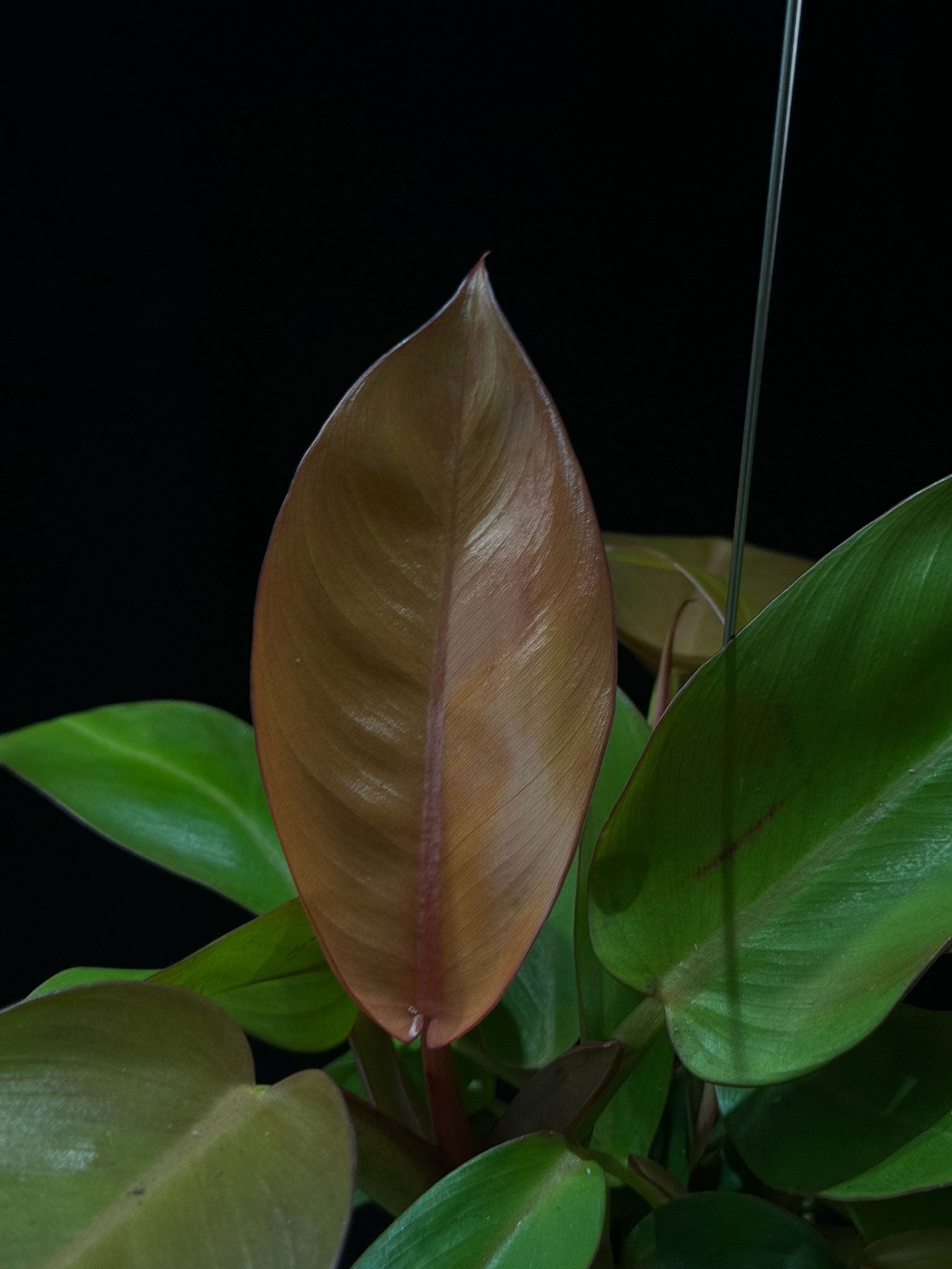 Kokedama di Philodendron 'Prince of Orange' - dettaglio - KOI KOI Milano