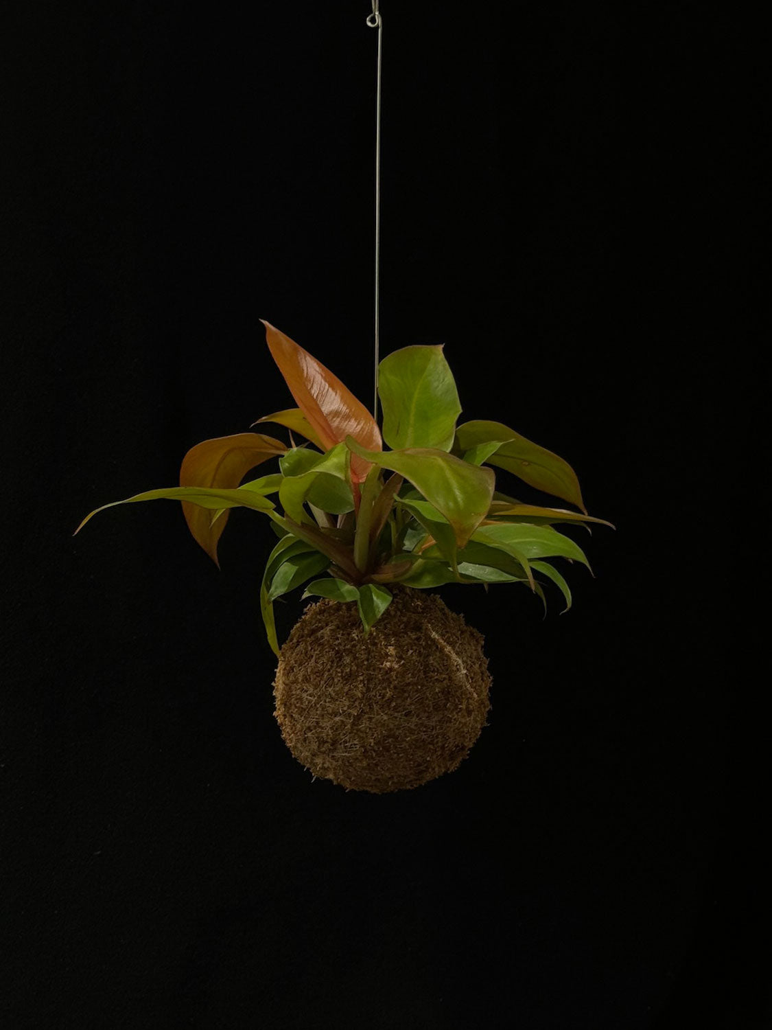 Kokedama di Philodendron 'Prince of Orange' - dettaglio - KOI KOI Milano