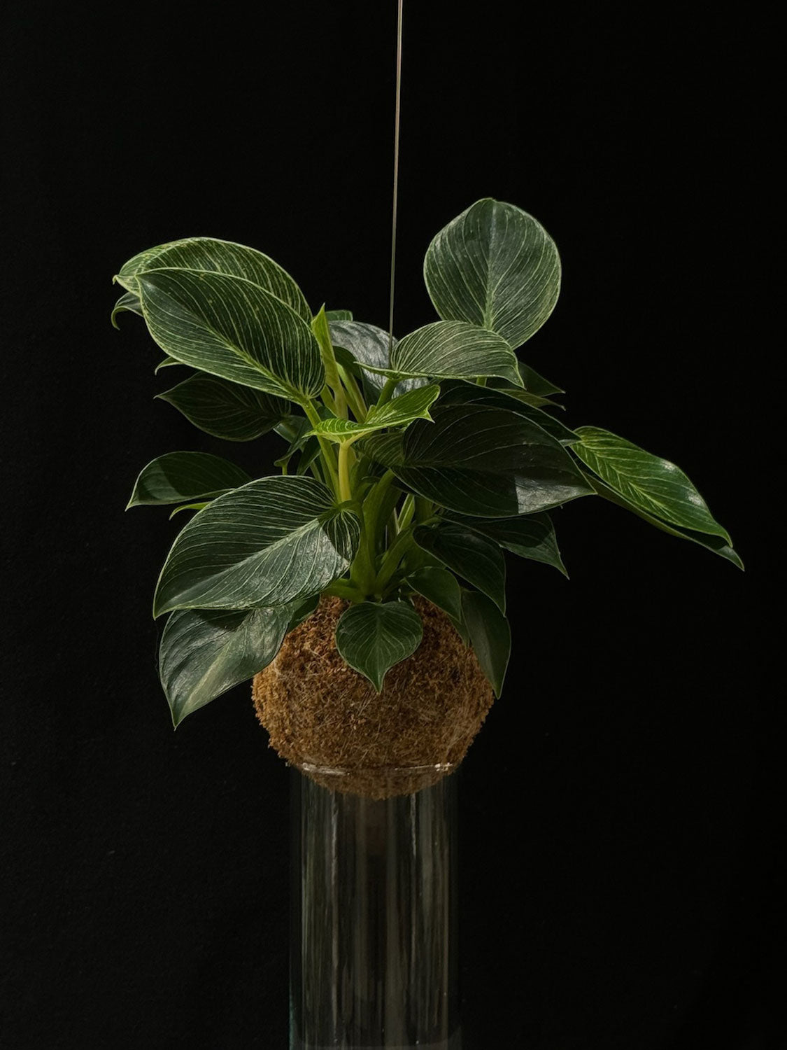 Kokedama di Philodendron 'Birkin' - dettaglio - KOI KOI Milano