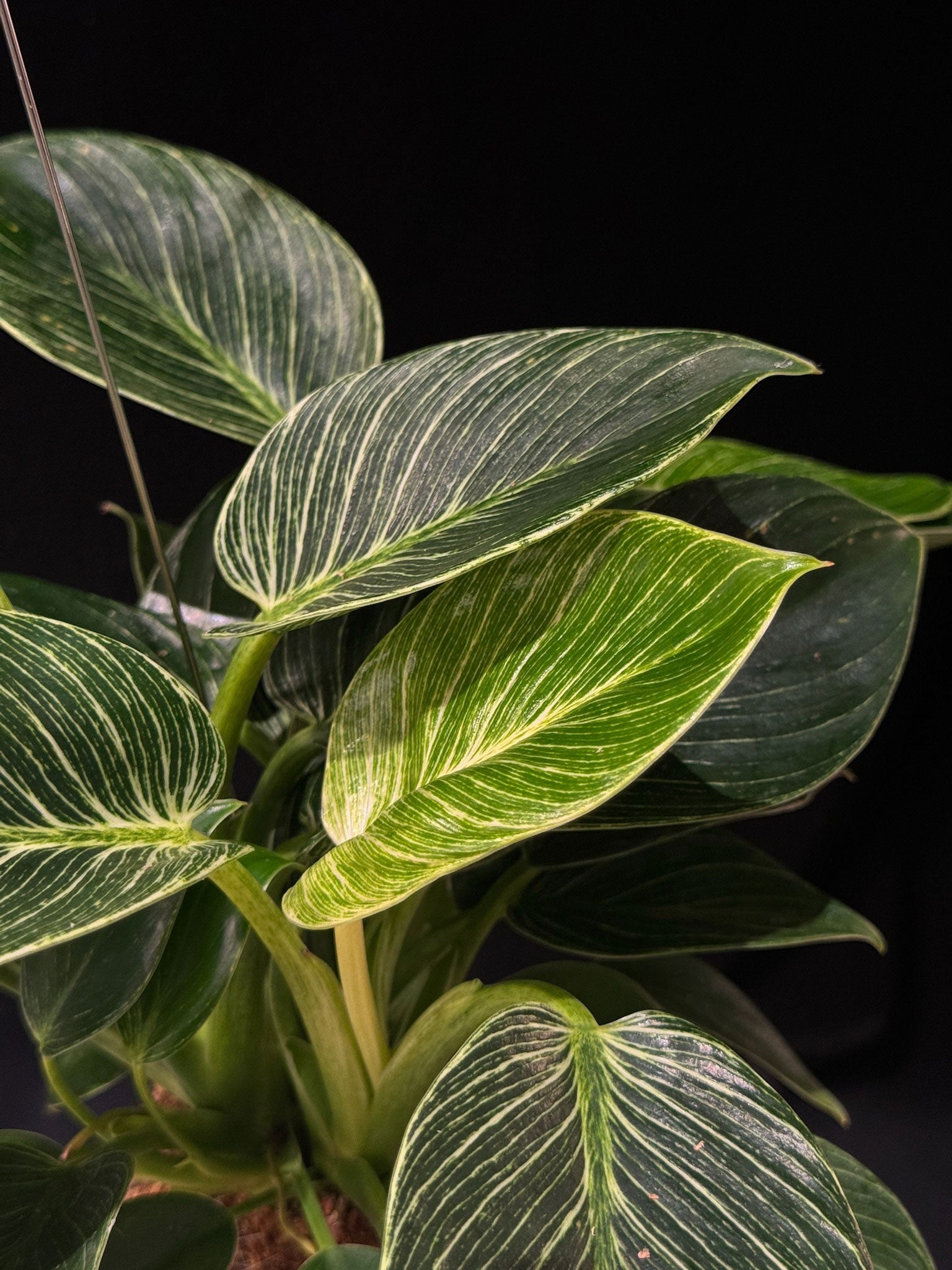 Kokedama di Philodendron 'Birkin' - Atelier KOI KOI Milano