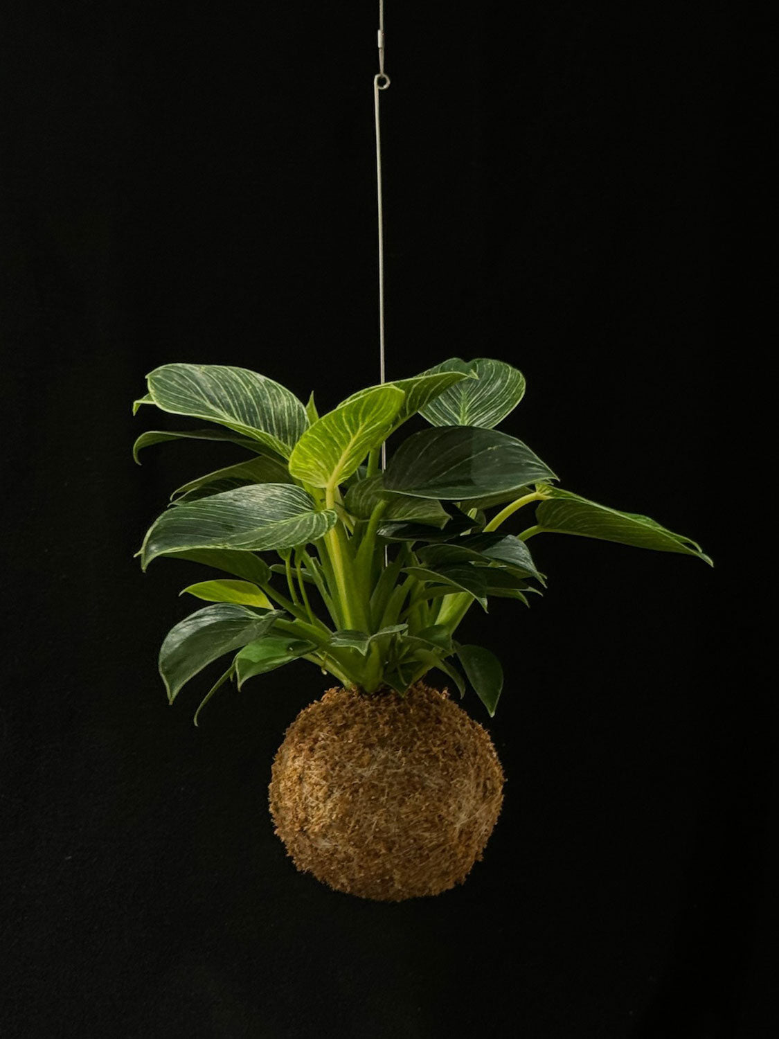 Kokedama di Philodendron 'Birkin' - dettaglio - KOI KOI Milano