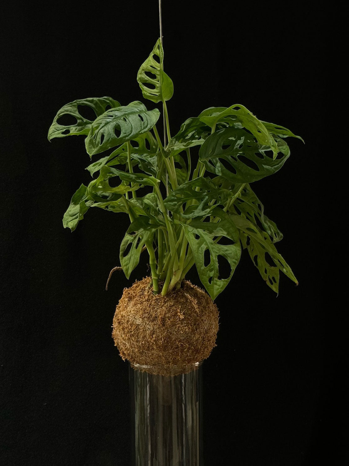 Kokedama di Monstera adansonii - Atelier KOI KOI Milano