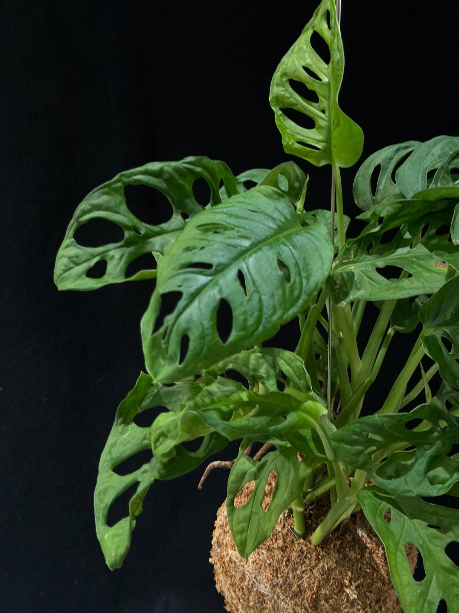 Kokedama di Monstera adansonii - dettaglio - KOI KOI Milano