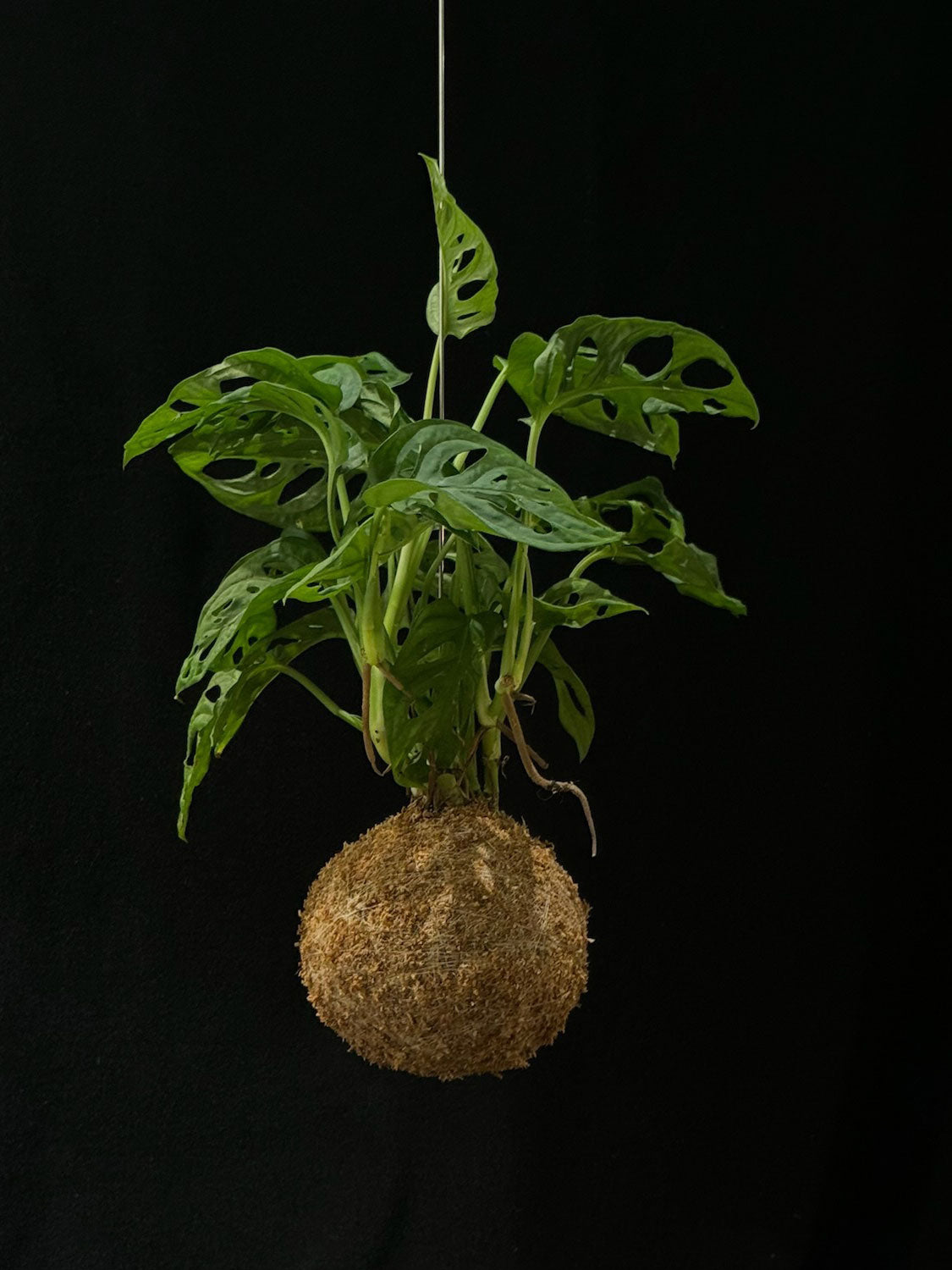 Kokedama di Monstera adansonii - dettaglio - KOI KOI Milano