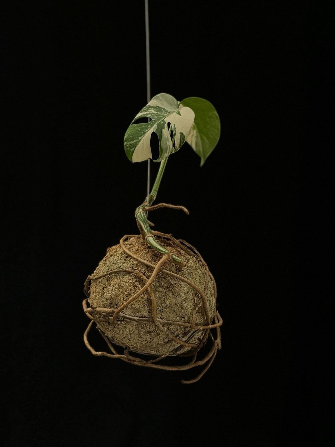 Kokedama di Monstera borsigiana 'Albo Variegata' - dettaglio - KOI KOI Milano