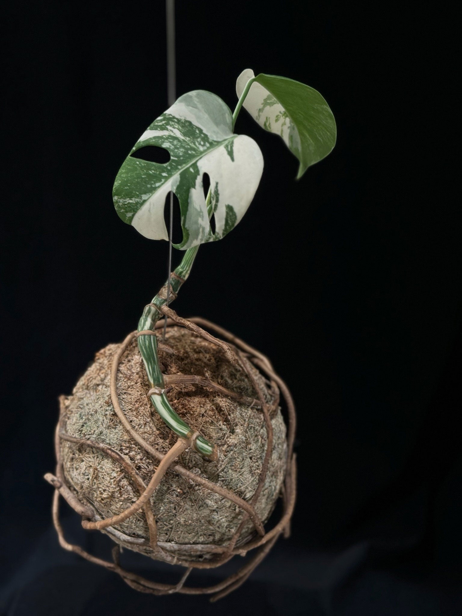 Kokedama di Monstera borsigiana 'Albo Variegata' - Atelier KOI KOI Milano