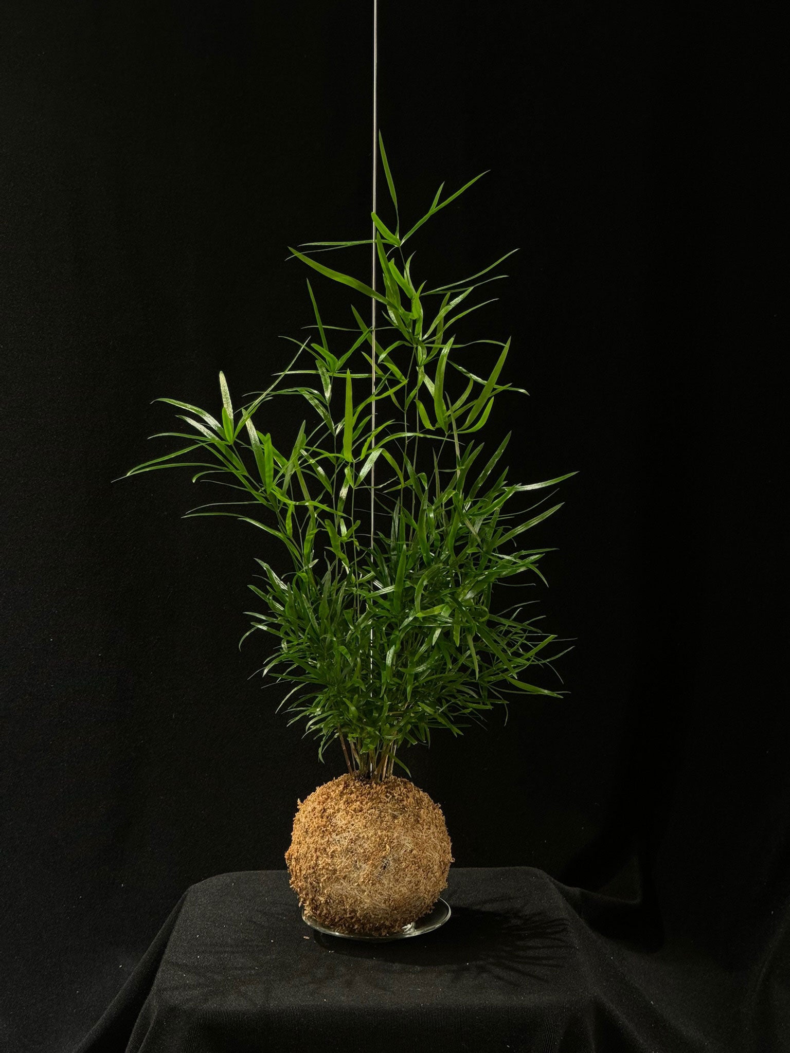 Kokedama di Asparagus falcatus - dettaglio - KOI KOI Milano