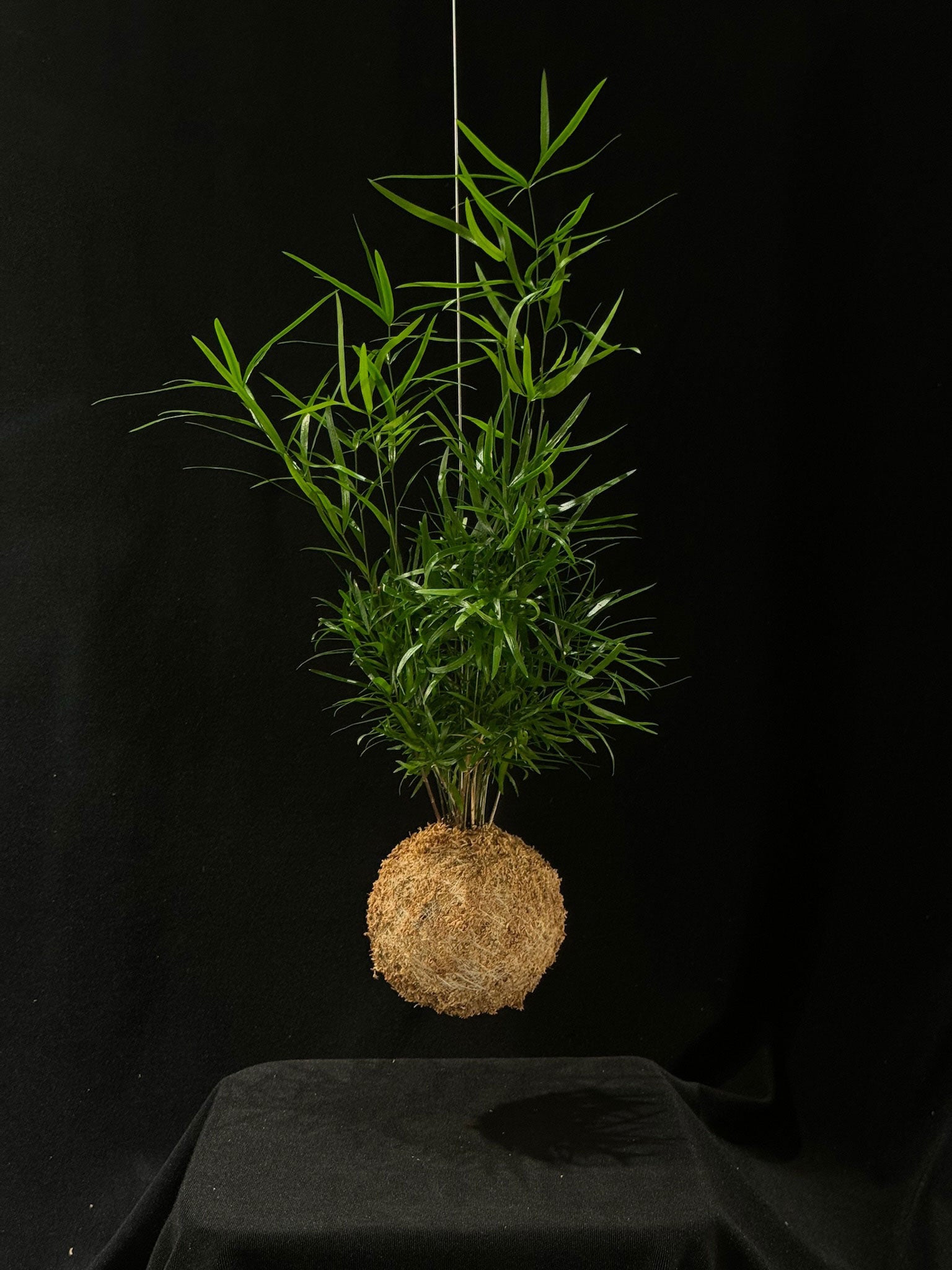 Kokedama di Asparagus falcatus - Atelier KOI KOI Milano