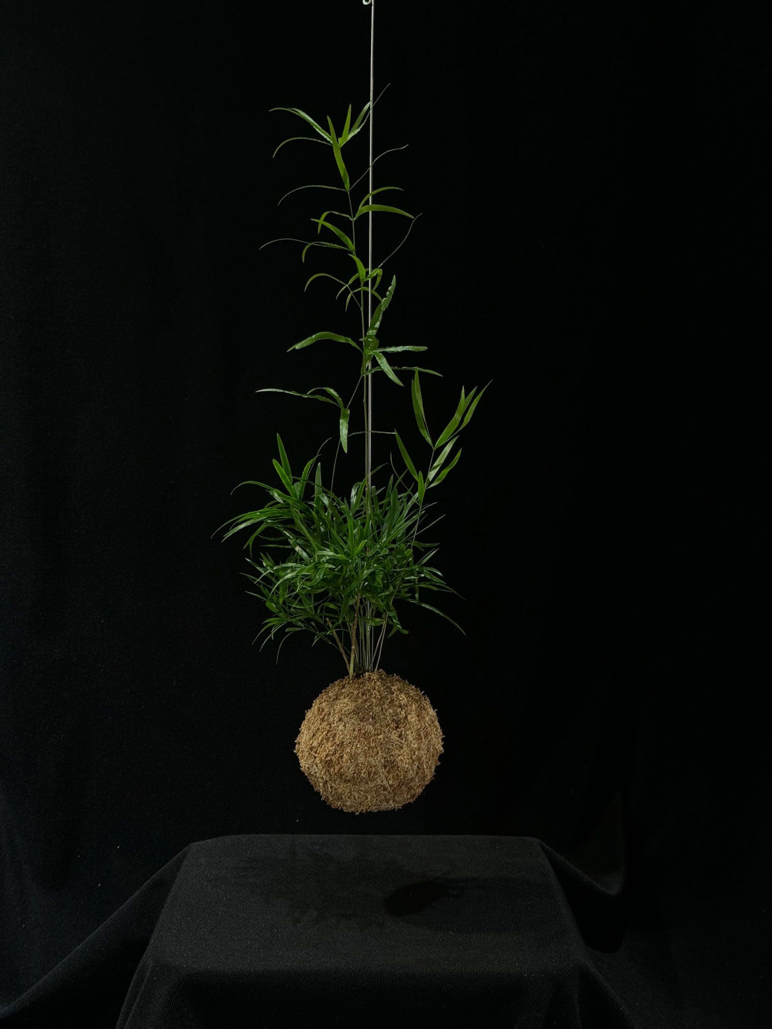 Kokedama di Asparagus falcatus - Atelier KOI KOI Milano