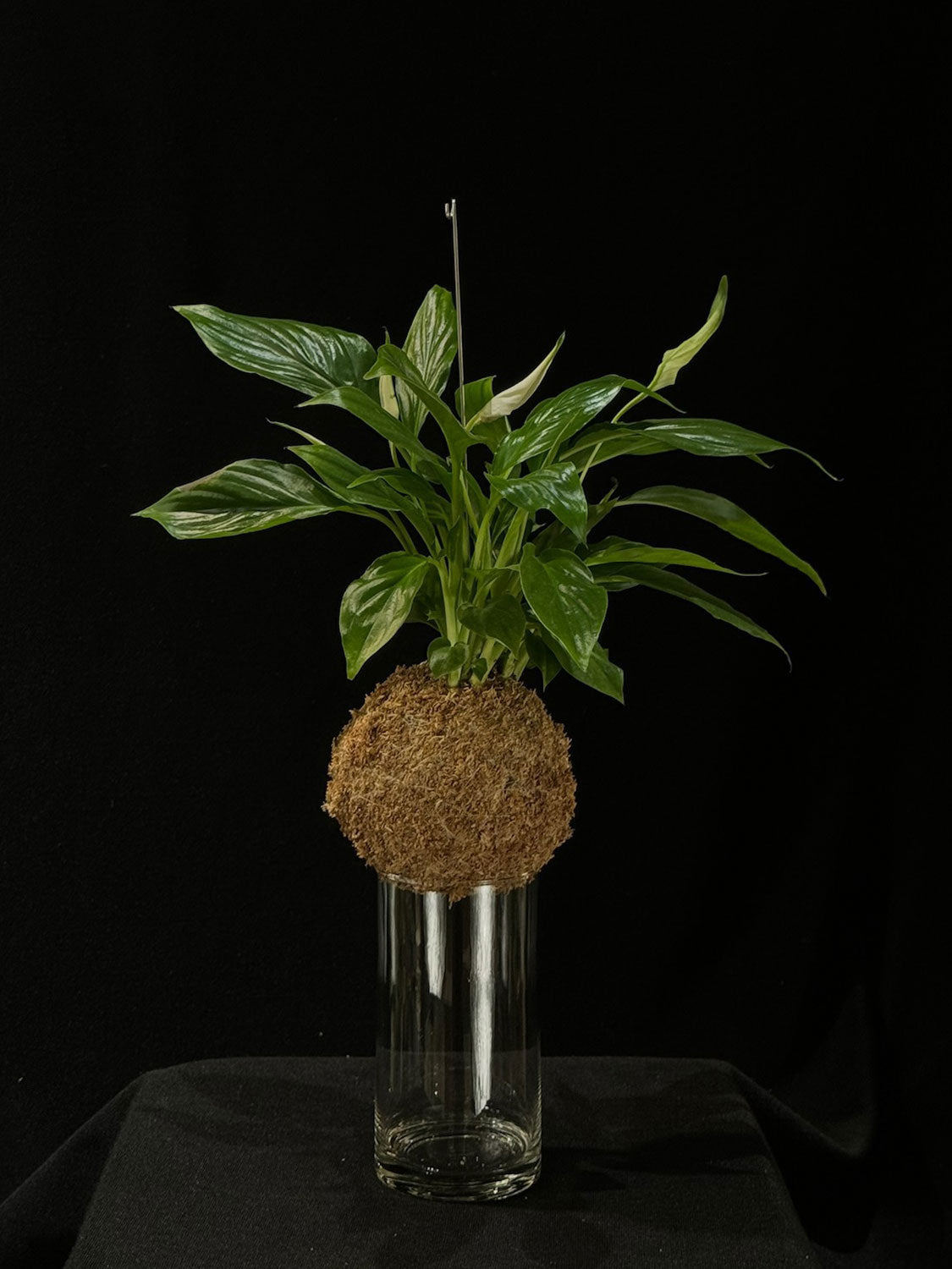 Kokedama di Spathiphyllum wallisii - dettaglio - KOI KOI Milano