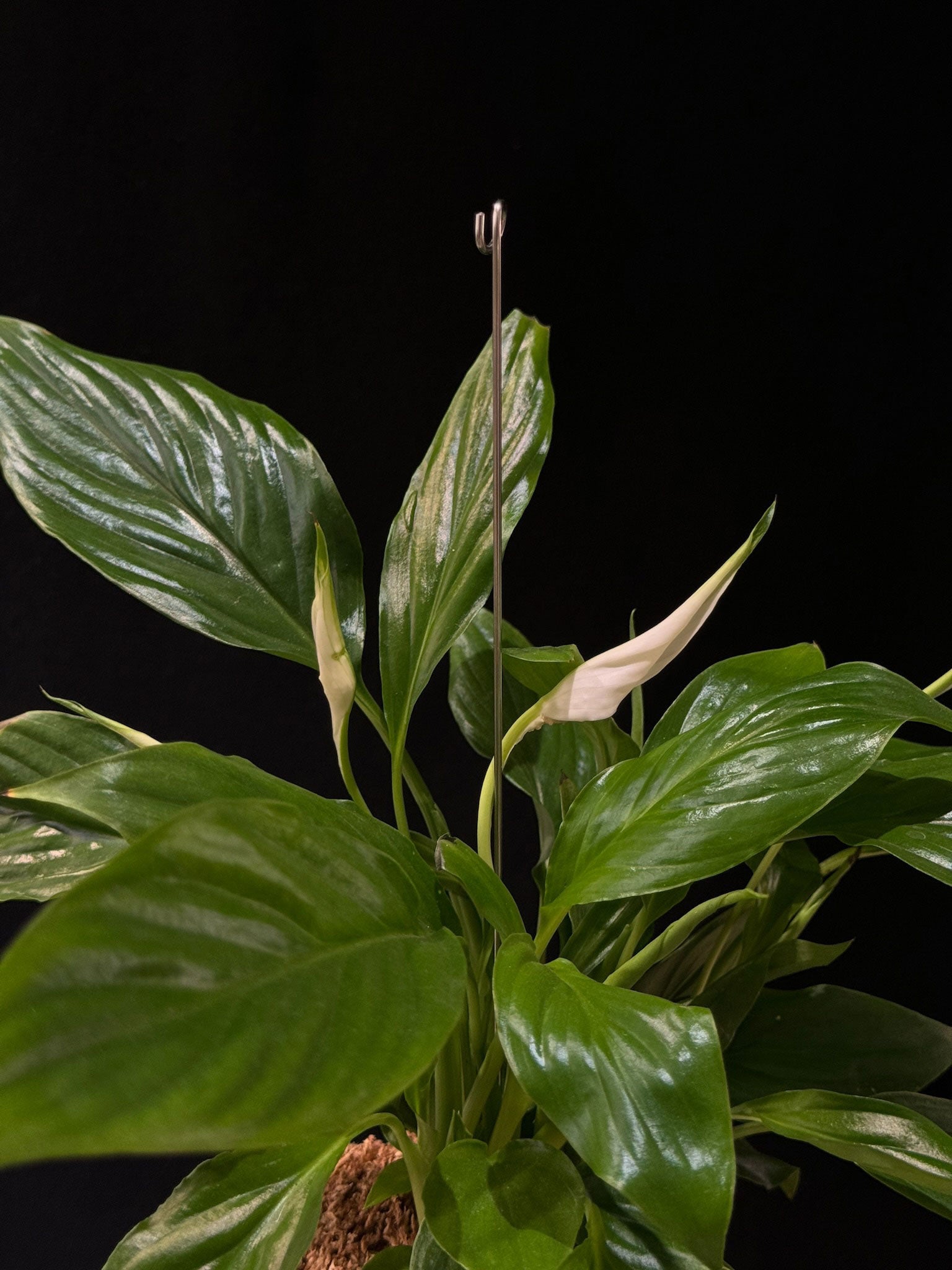 Kokedama di Spathiphyllum wallisii - dettaglio - KOI KOI Milano
