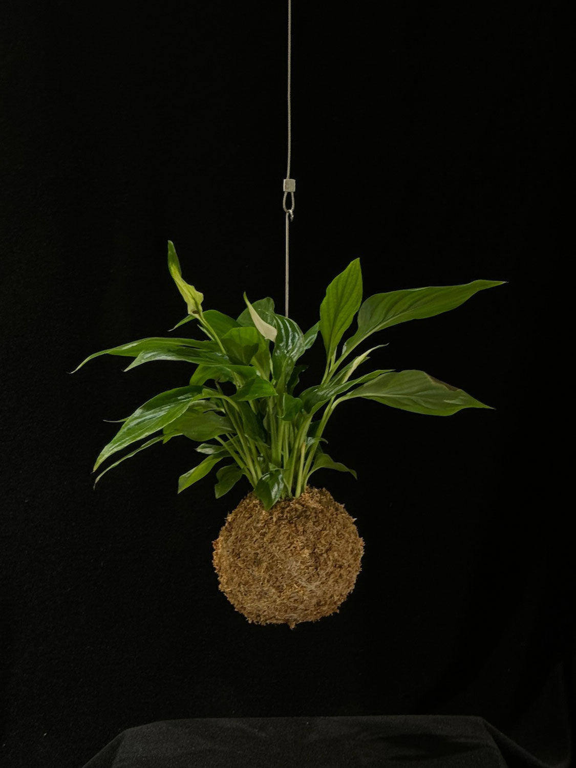 Kokedama di Spathiphyllum wallisii - Atelier KOI KOI Milano