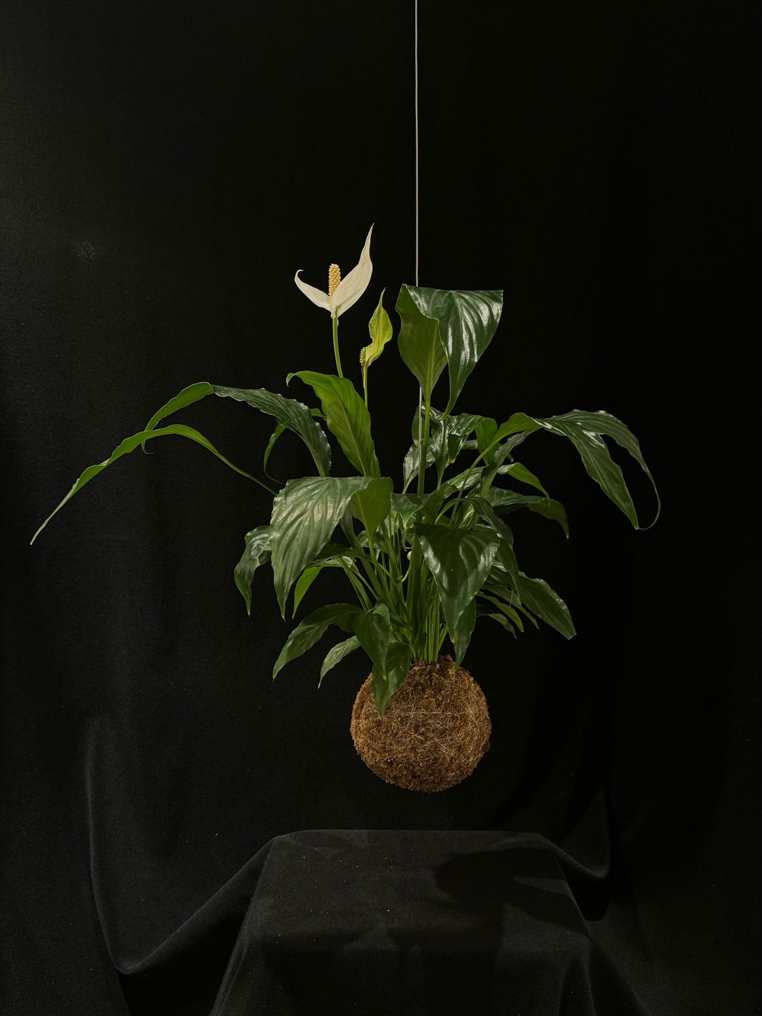 Kokedama di Spathiphyllum wallisii - Atelier KOI KOI Milano