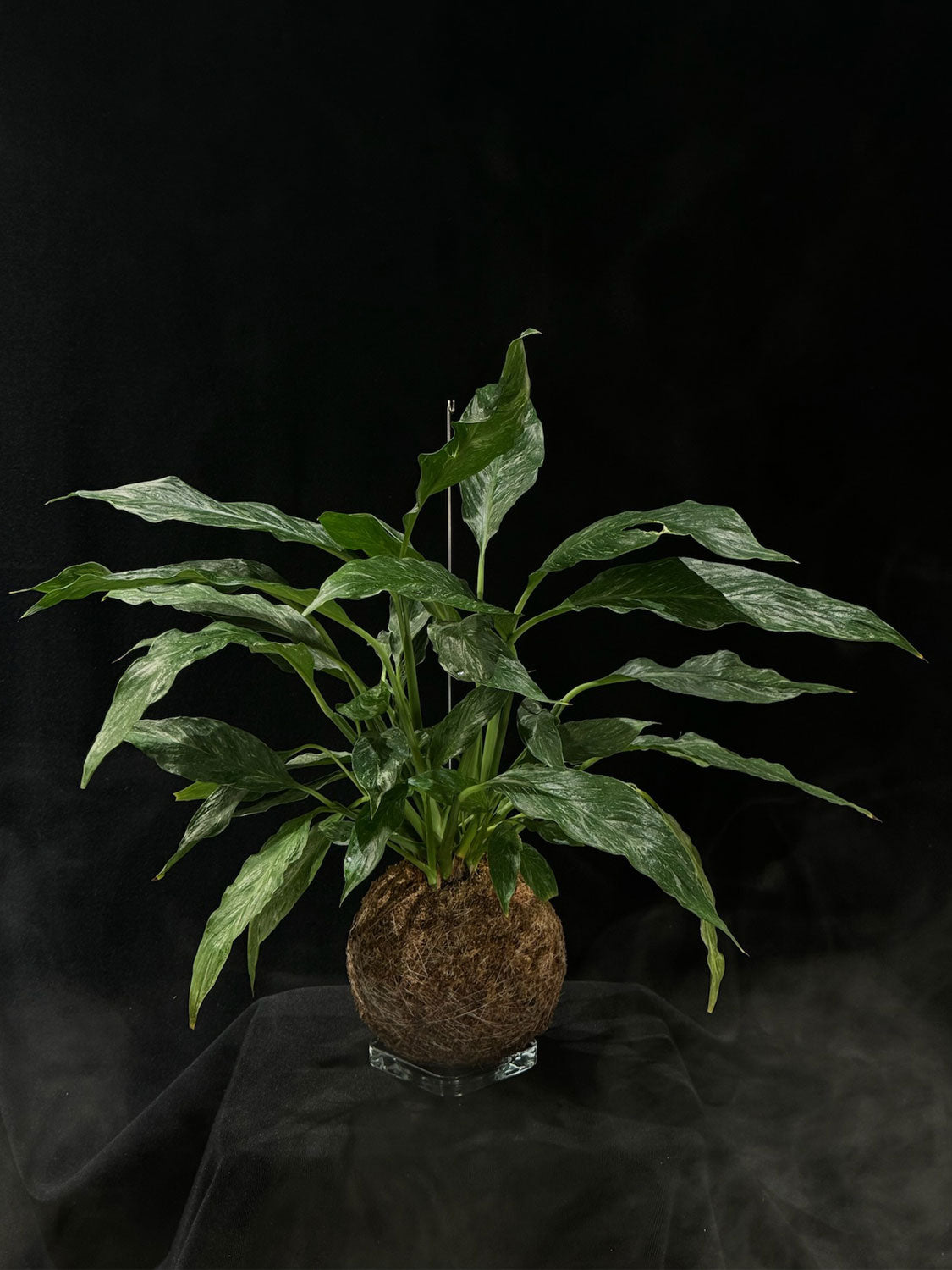 Kokedama di Spathiphyllum 'Diamond Variegata' - Atelier KOI KOI Milano