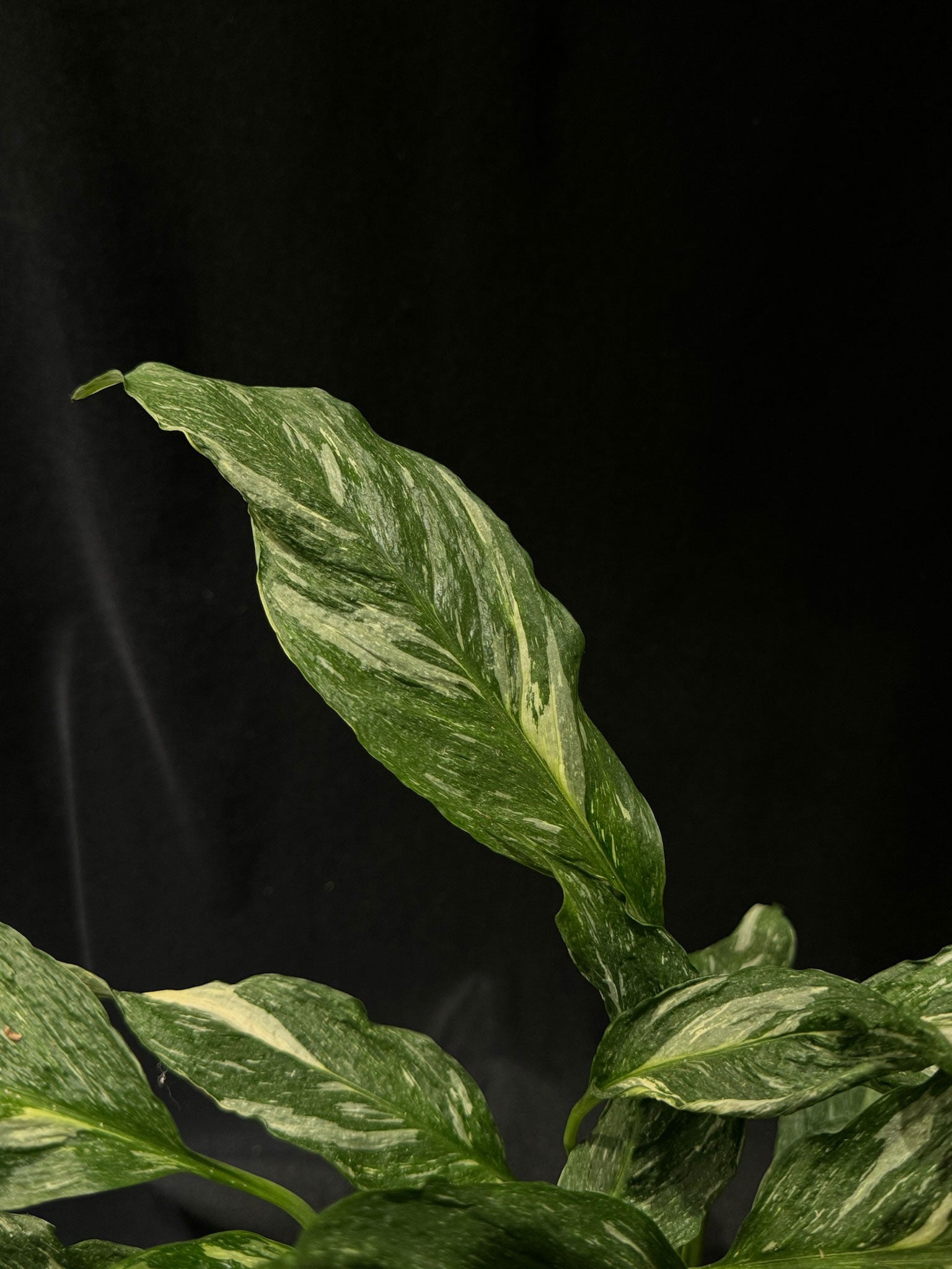 Kokedama di Spathiphyllum 'Diamond Variegata' - dettaglio - KOI KOI Milano