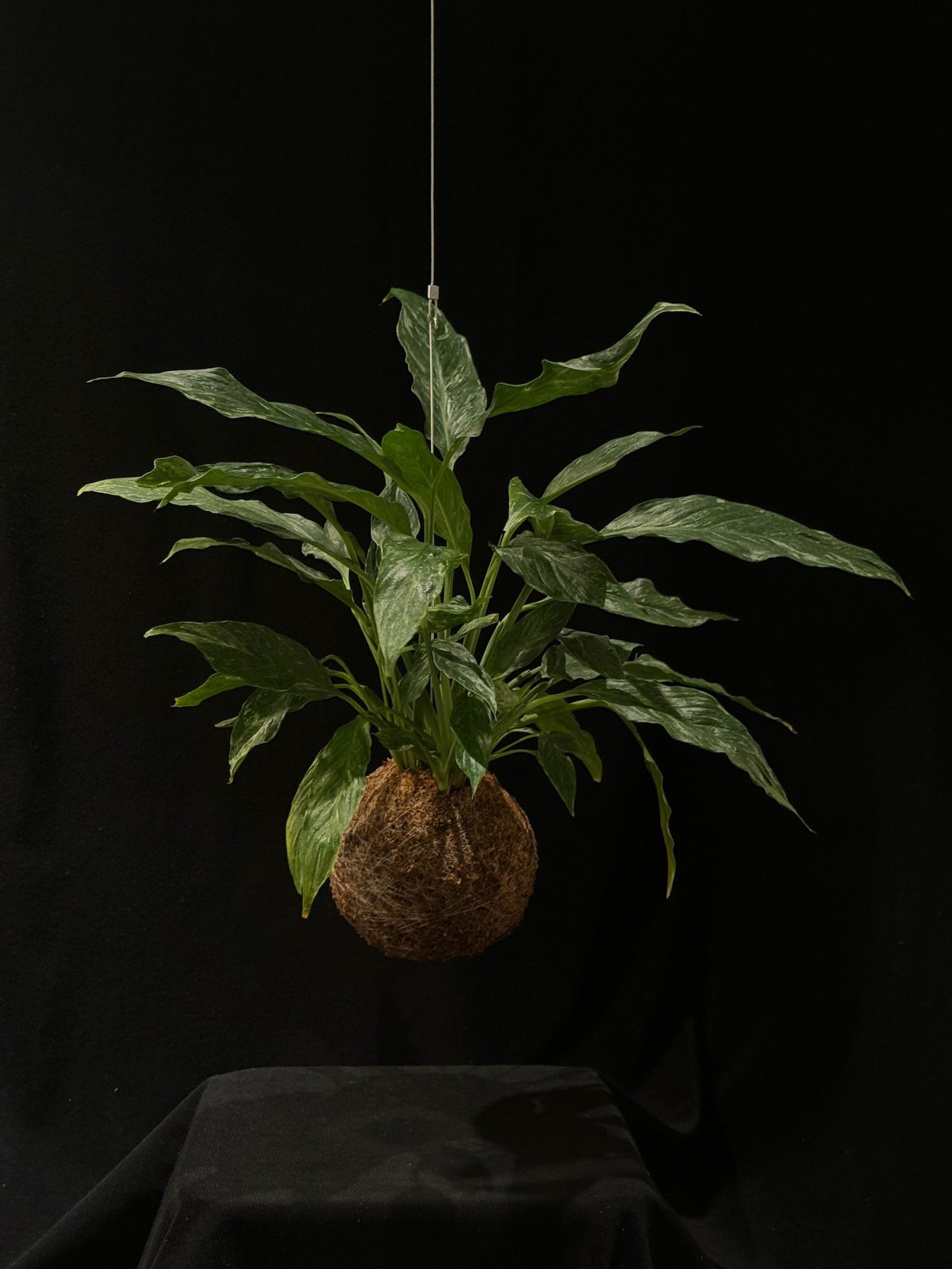 Kokedama di Spathiphyllum 'Diamond Variegata' - dettaglio - KOI KOI Milano