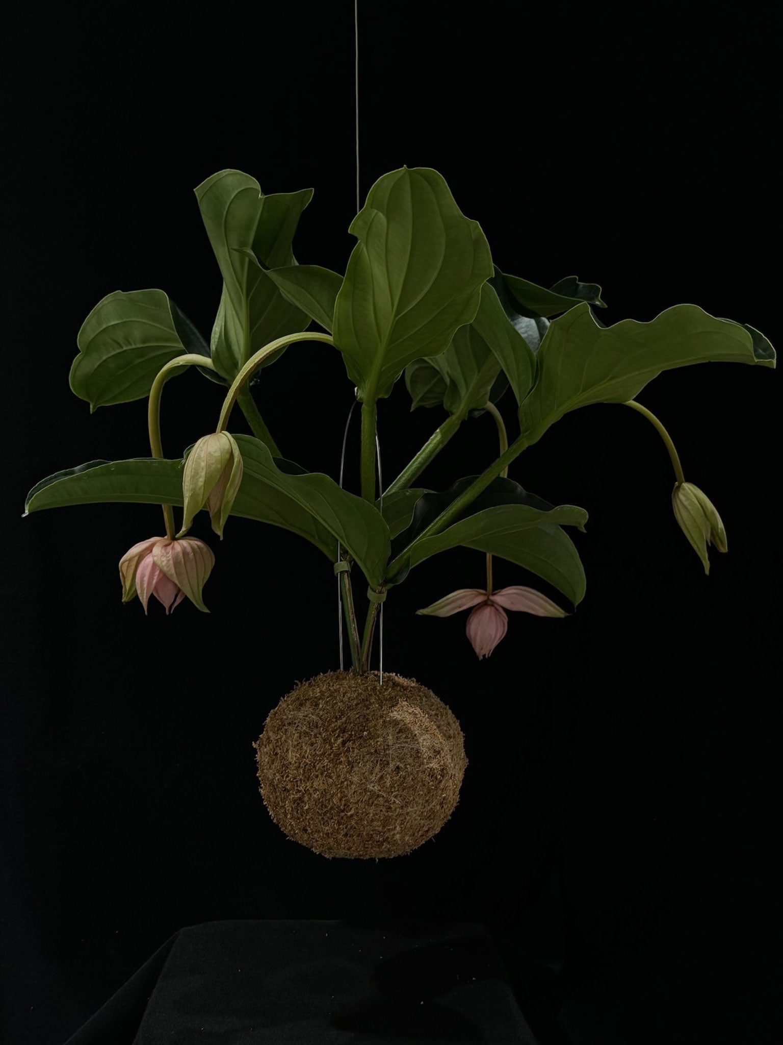 Kokedama di Medinilla magnifica - Atelier KOI KOI Milano