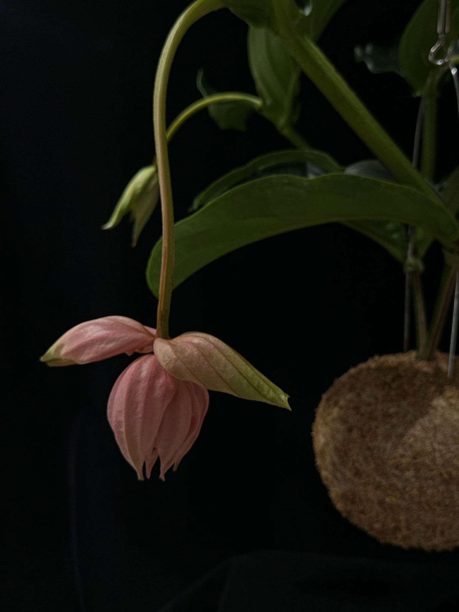 Kokedama di Medinilla magnifica - dettaglio - KOI KOI Milano