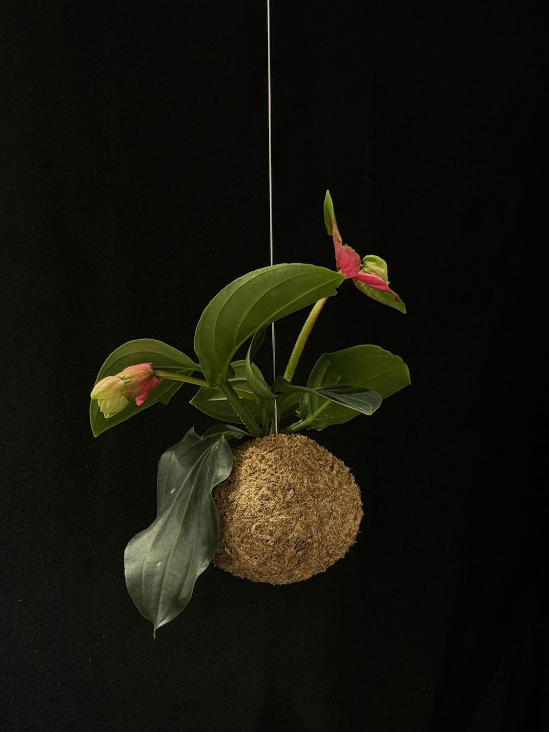 Kokedama di Medinilla magnifica - Atelier KOI KOI Milano