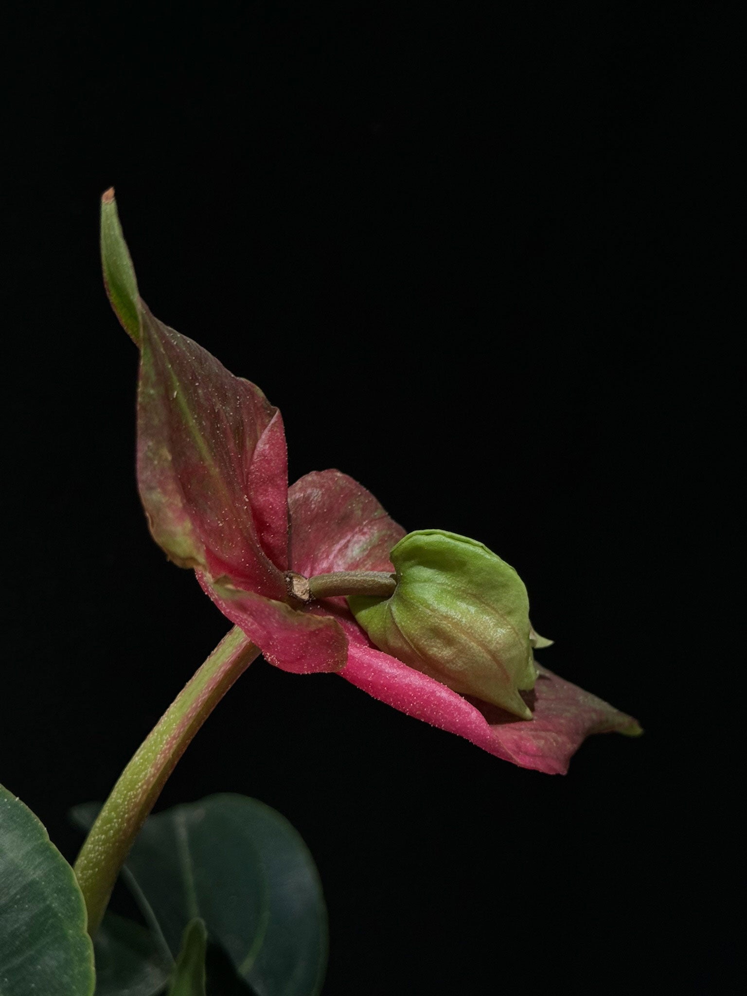 Kokedama di Medinilla magnifica - dettaglio - KOI KOI Milano