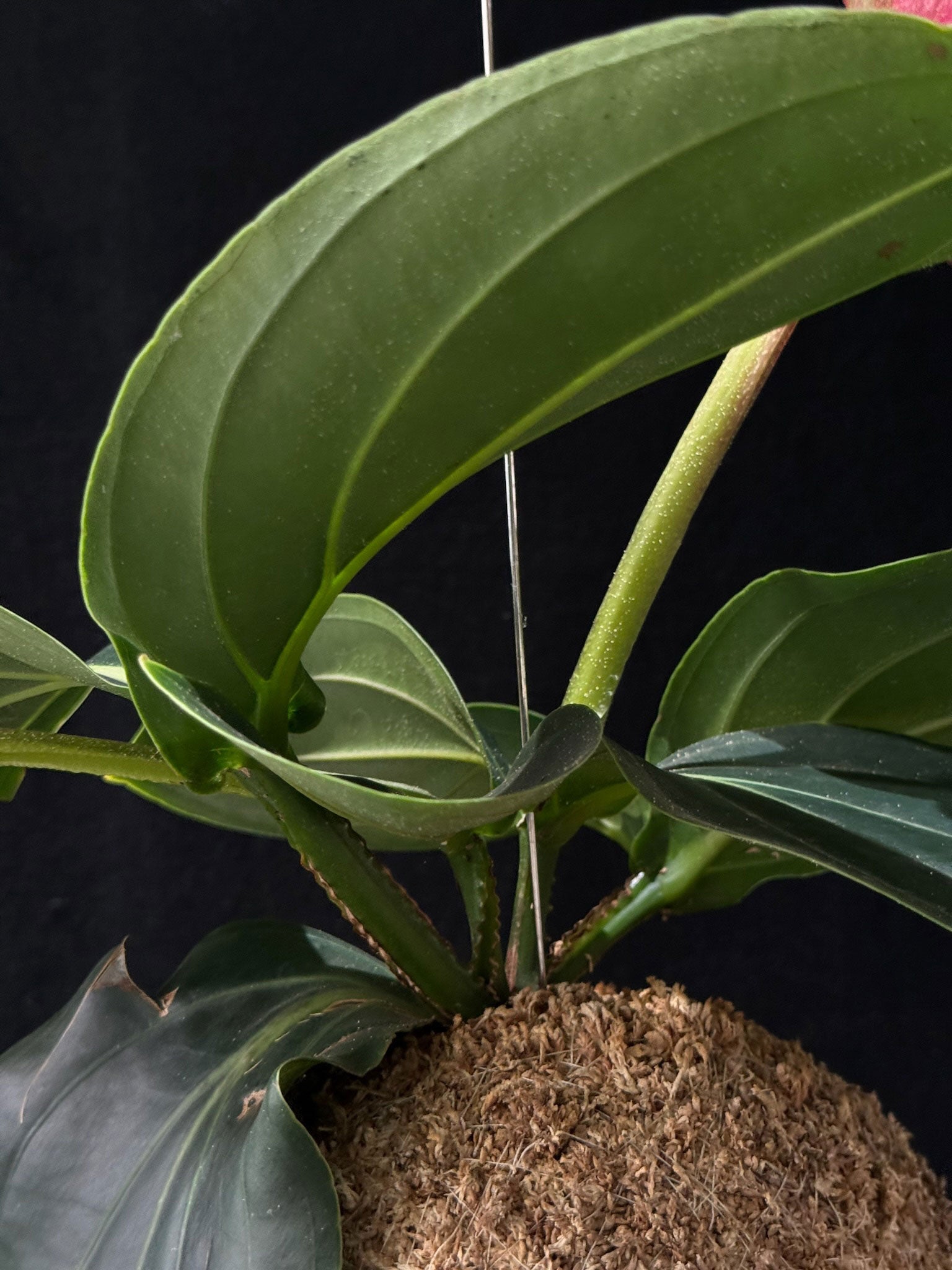 Kokedama di Medinilla magnifica - dettaglio - KOI KOI Milano