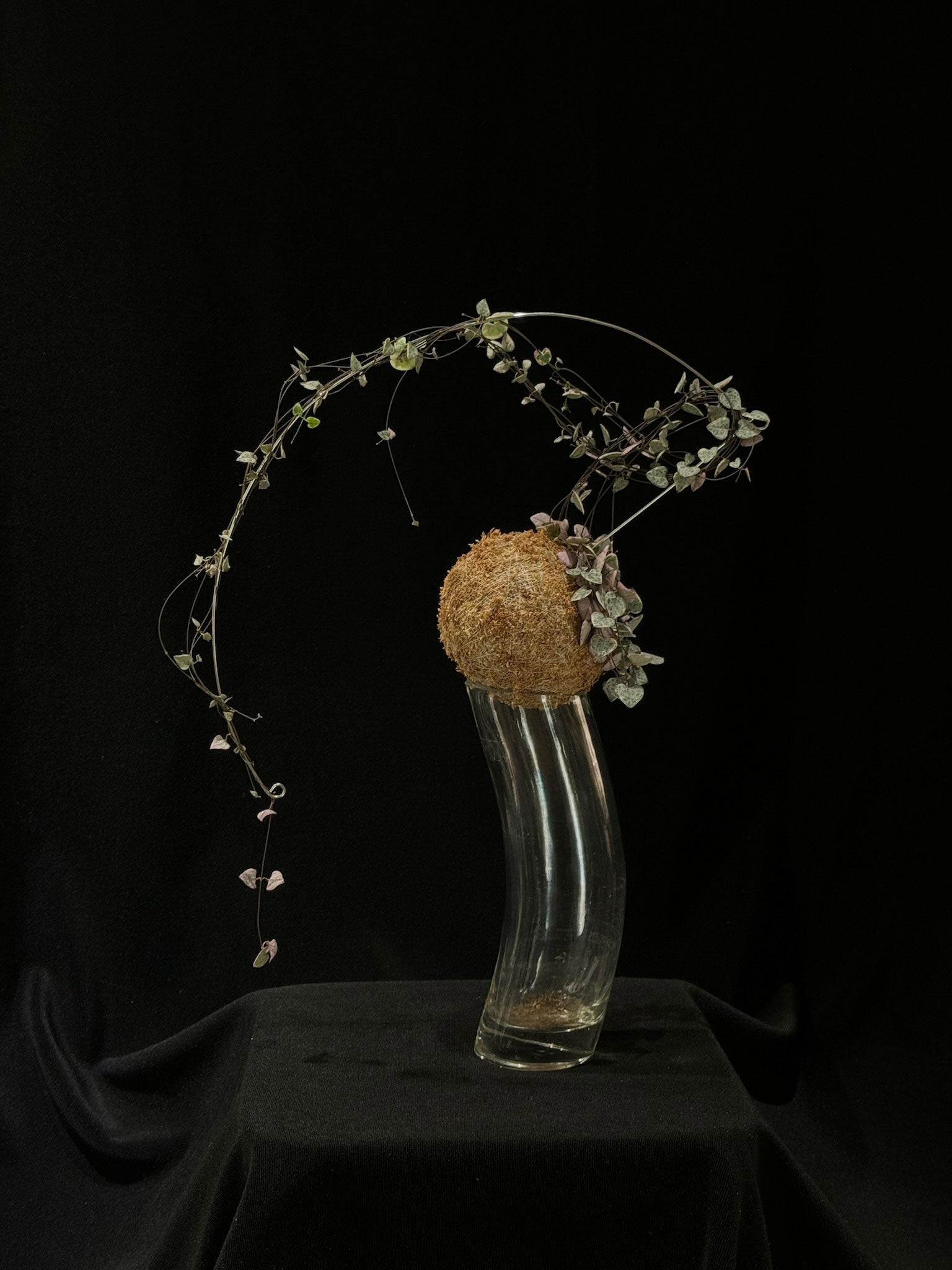 Kokedama di Ceropegia woodii variegata - dettaglio - KOI KOI Milano