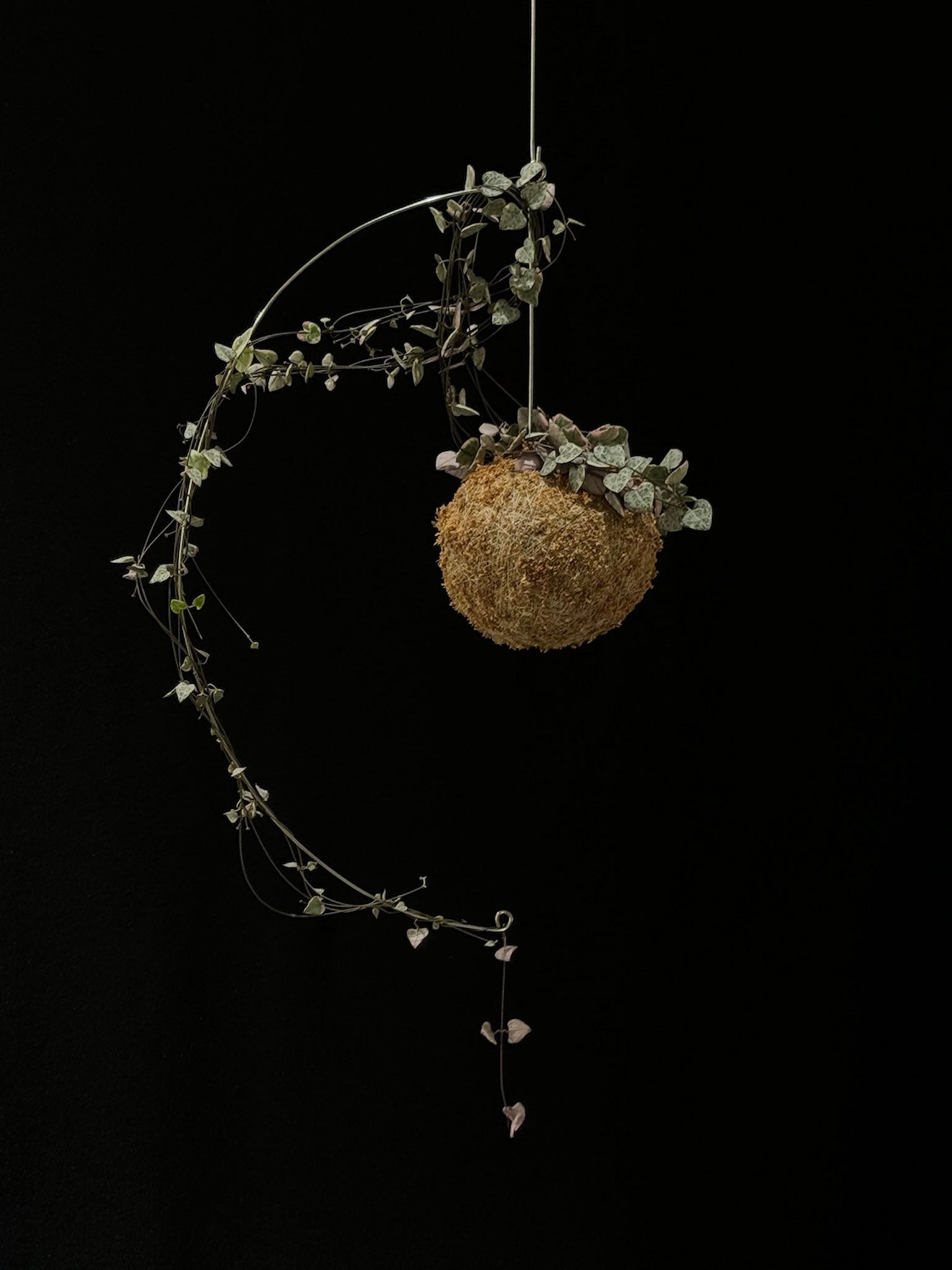Kokedama di Ceropegia woodii variegata - Atelier KOI KOI Milano