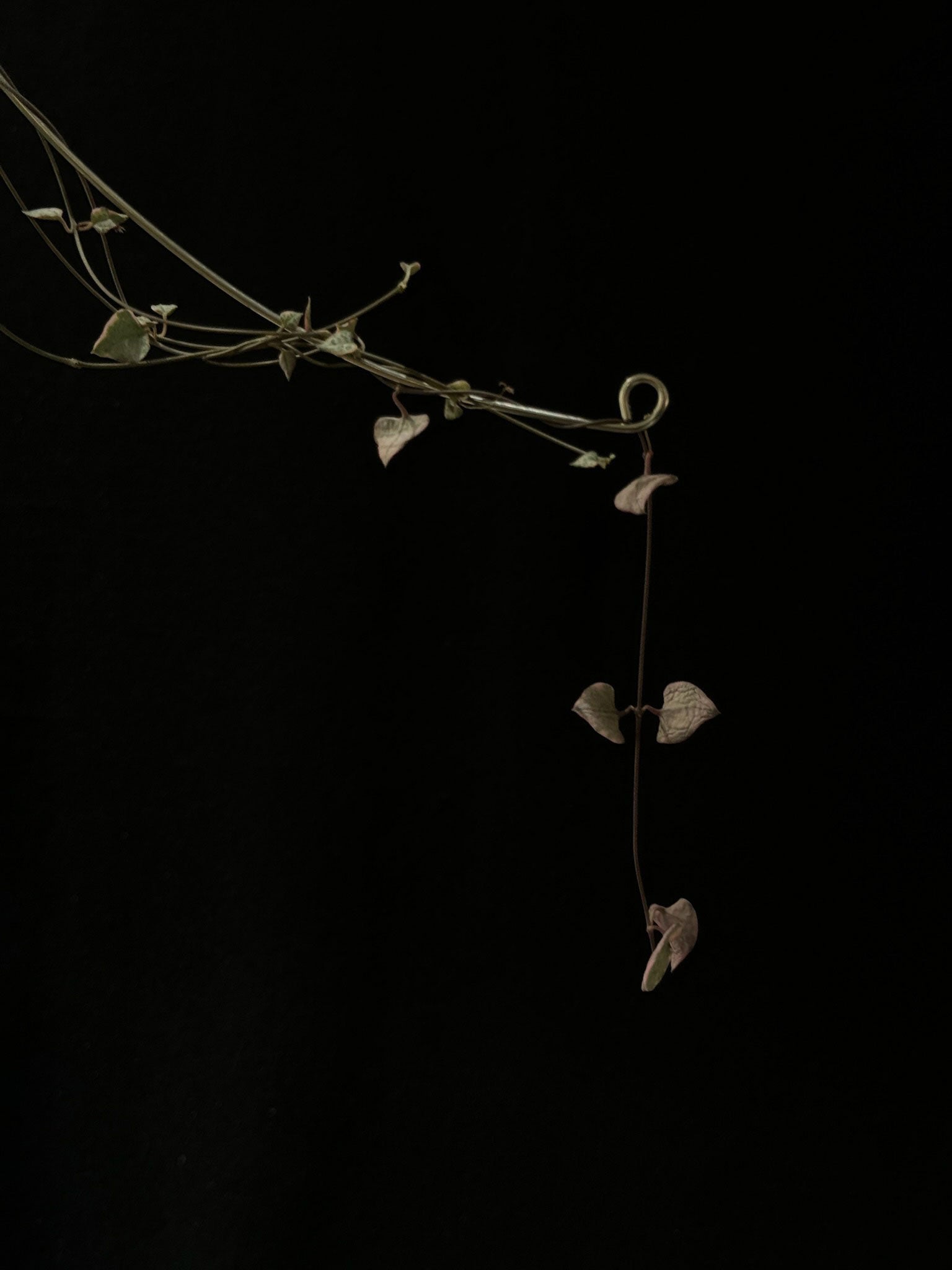Kokedama di Ceropegia woodii variegata - dettaglio - KOI KOI Milano