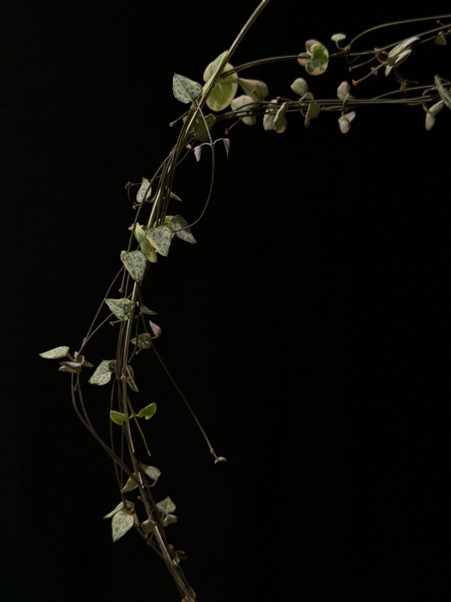 Kokedama di Ceropegia woodii variegata - dettaglio - KOI KOI Milano