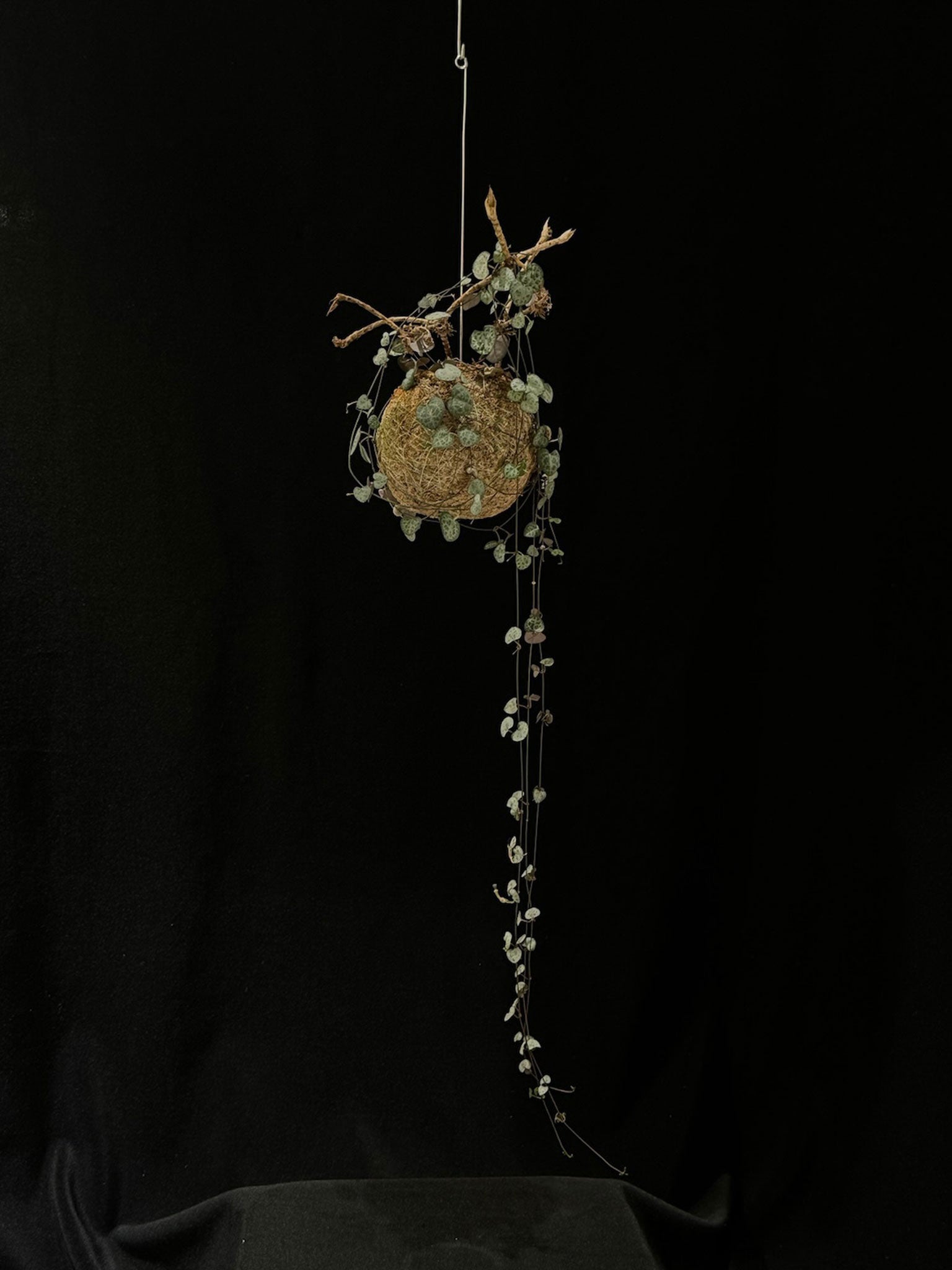 Kokedama di Ceropegia woodii - dettaglio - KOI KOI Milano
