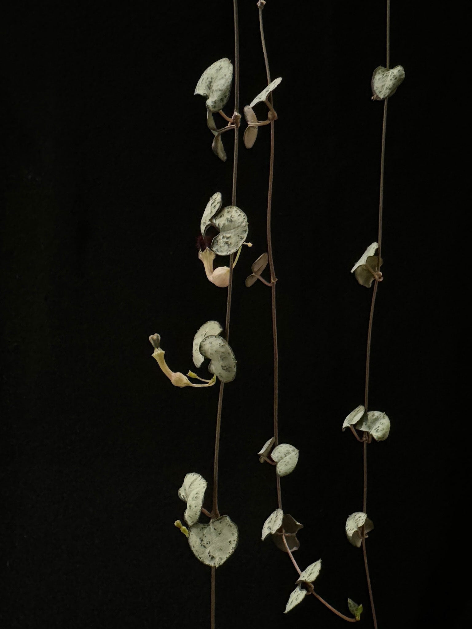 Kokedama di Ceropegia woodii - dettaglio - KOI KOI Milano