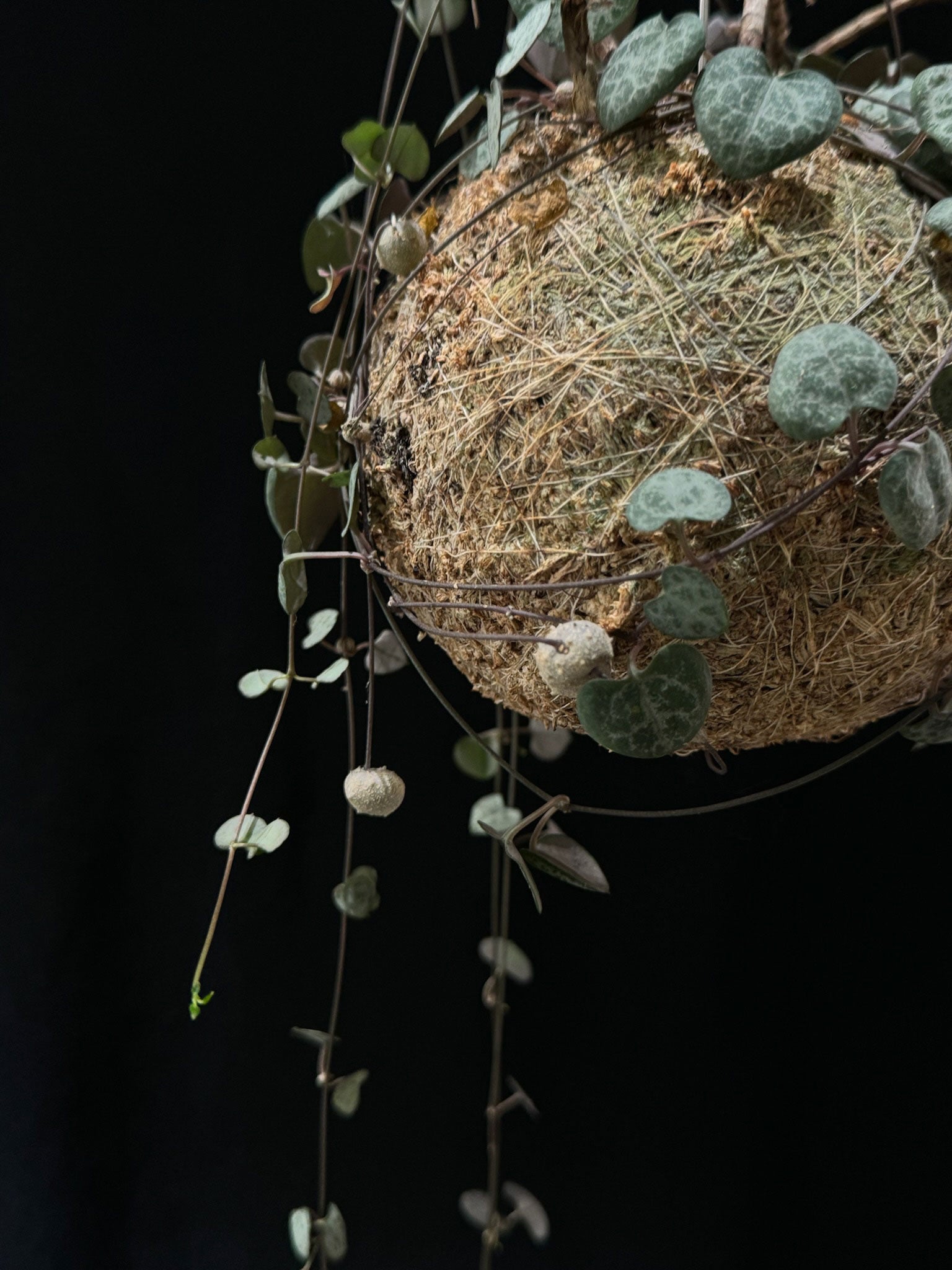 Kokedama di Ceropegia woodii - Atelier KOI KOI Milano