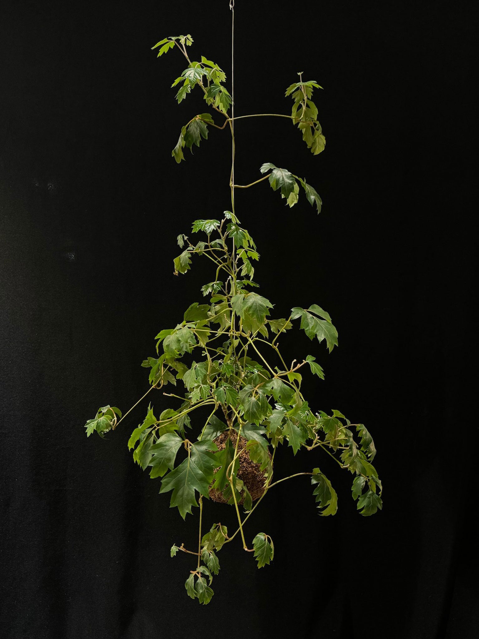 Kokedama di Cissus rhombifolia 'Ellen Danica' - Atelier KOI KOI Milano