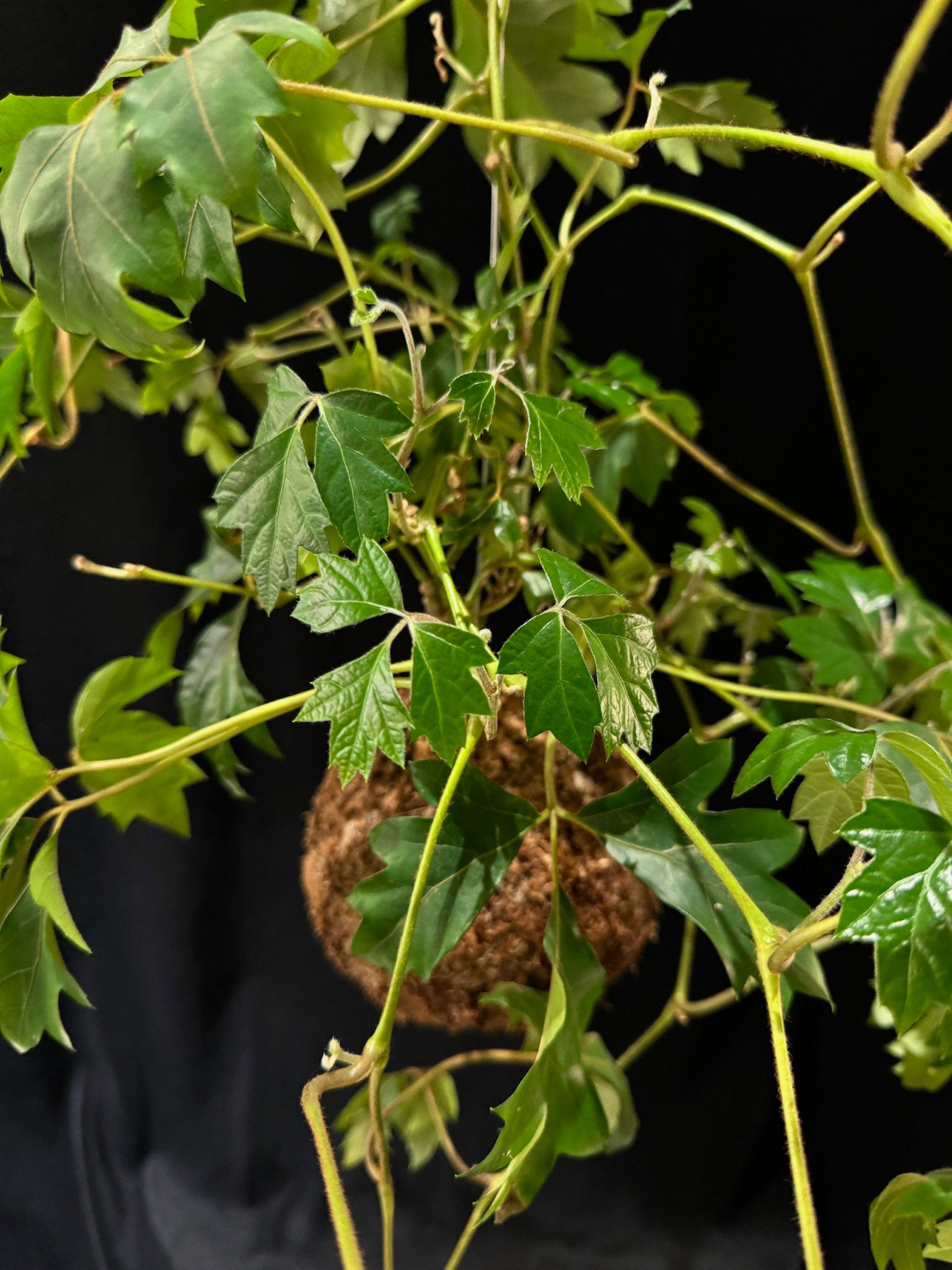 Kokedama di Cissus rhombifolia 'Ellen Danica' - dettaglio - KOI KOI Milano