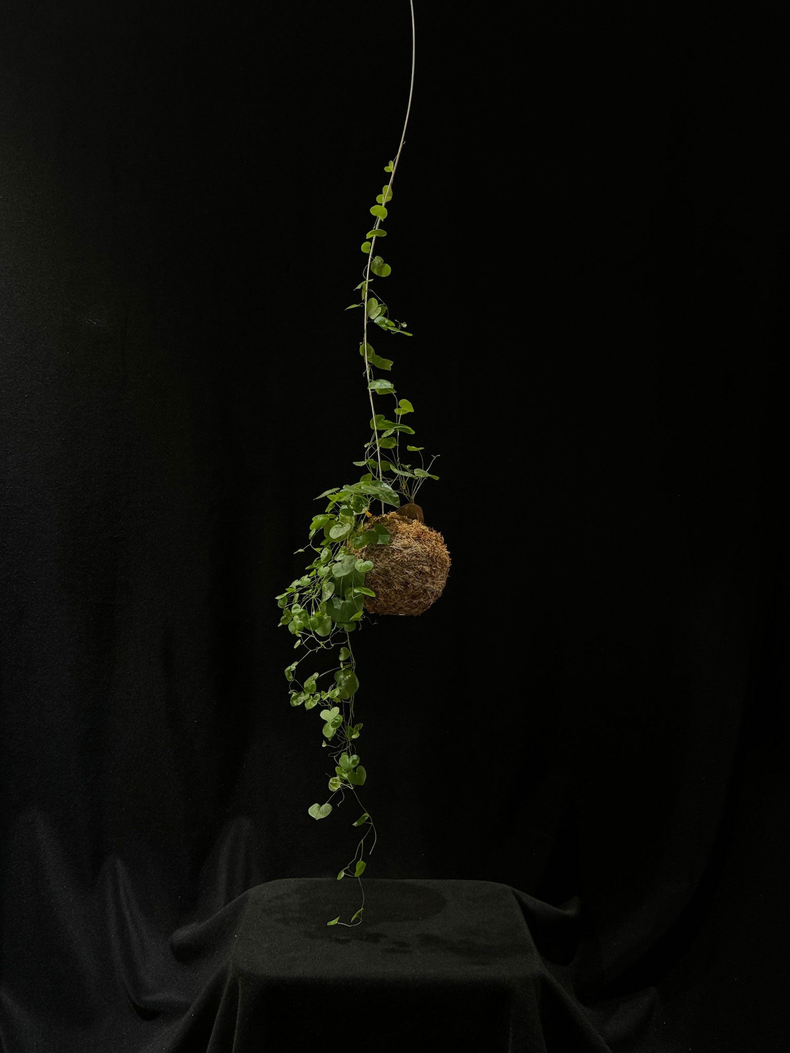 Kokedama di Dioscorea elephantipes - Atelier KOI KOI Milano