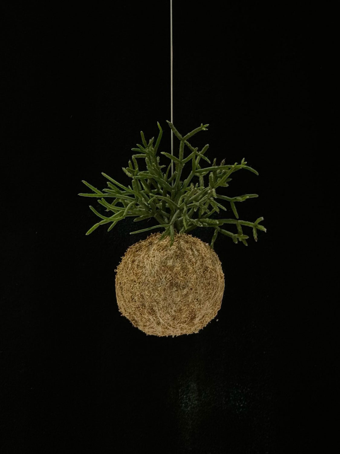 Kokedama di Rhipsalis cassutha - dettaglio - KOI KOI Milano