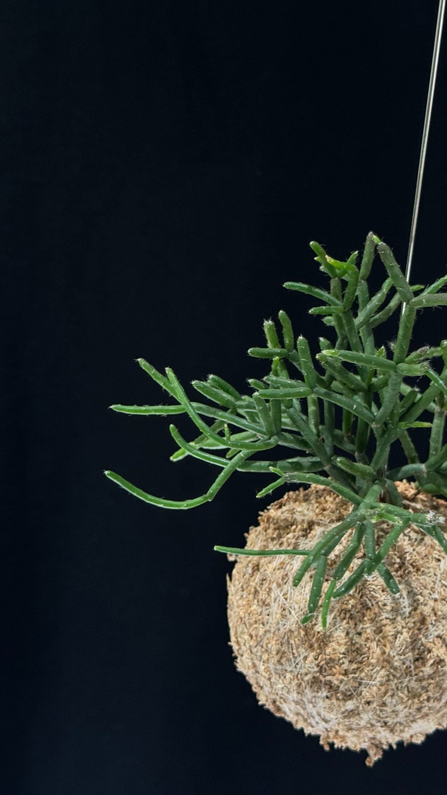 Kokedama di Rhipsalis cassutha - Atelier KOI KOI Milano