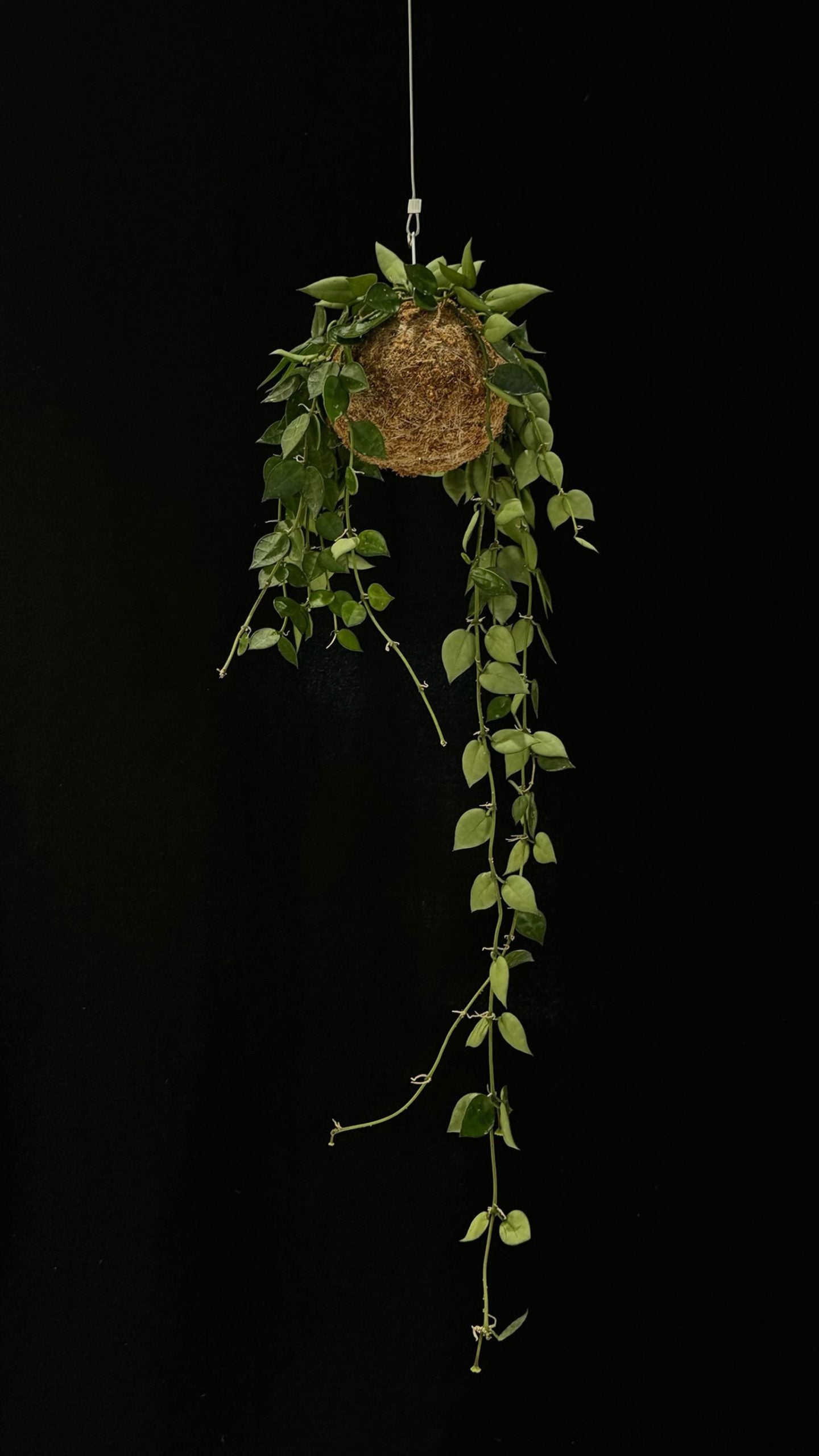 Kokedama di Hoya krohniana 'Silver' - Atelier KOI KOI Milano