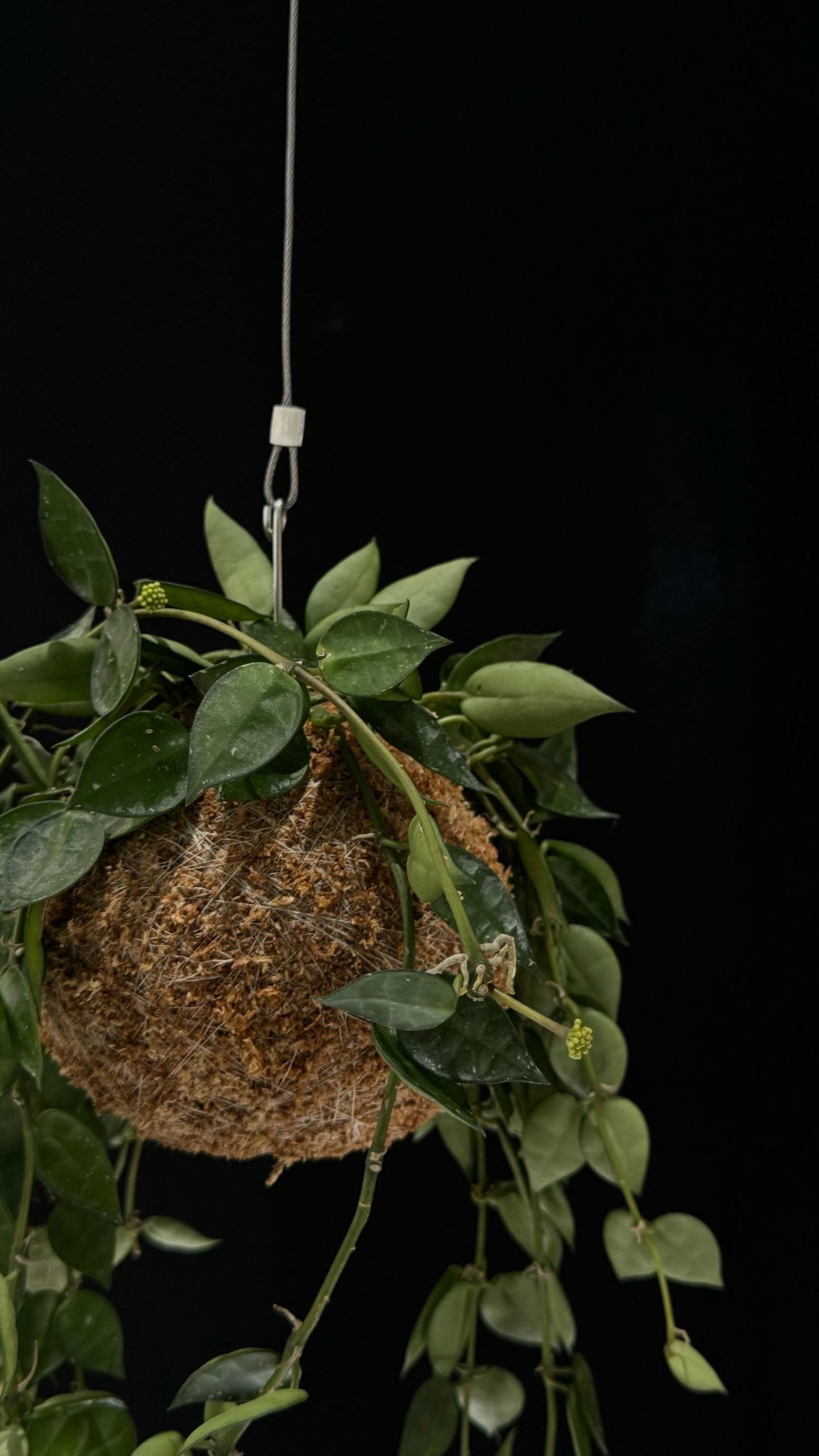 Kokedama di Hoya krohniana 'Silver' - dettaglio - KOI KOI Milano