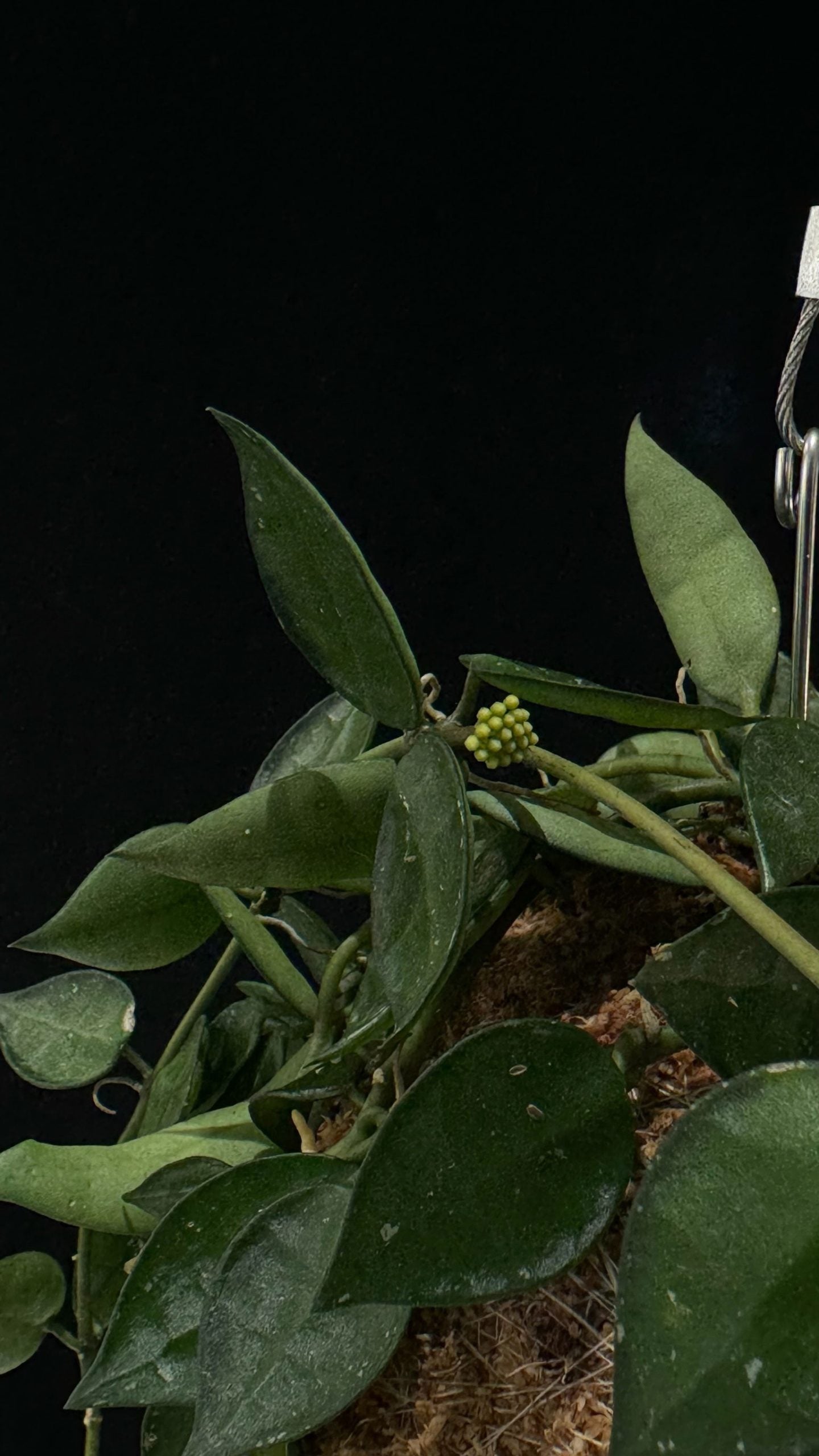 Kokedama di Hoya krohniana 'Silver' - dettaglio - KOI KOI Milano