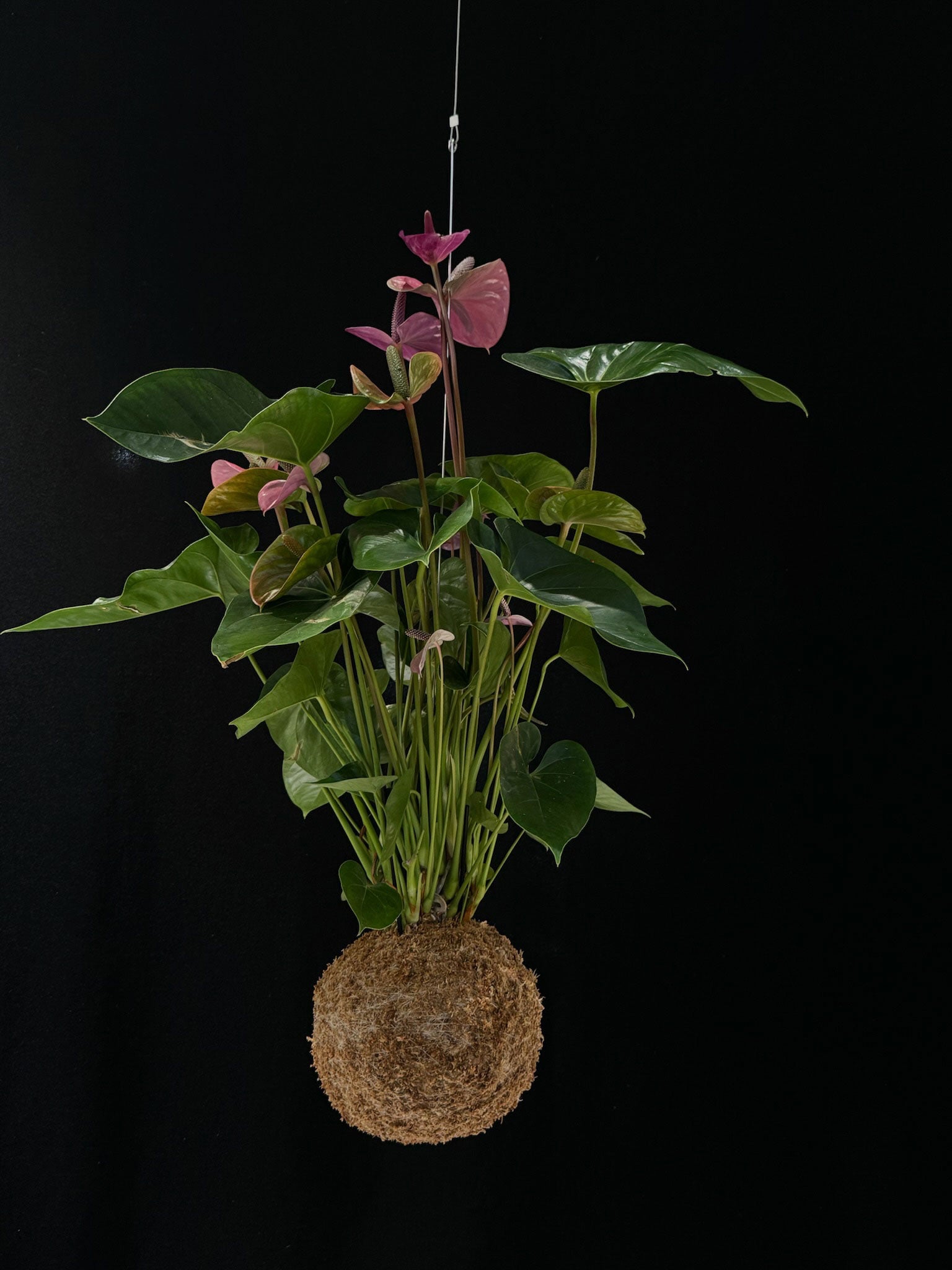 Kokedama di Anthurium andreanum mix - dettaglio - KOI KOI Milano