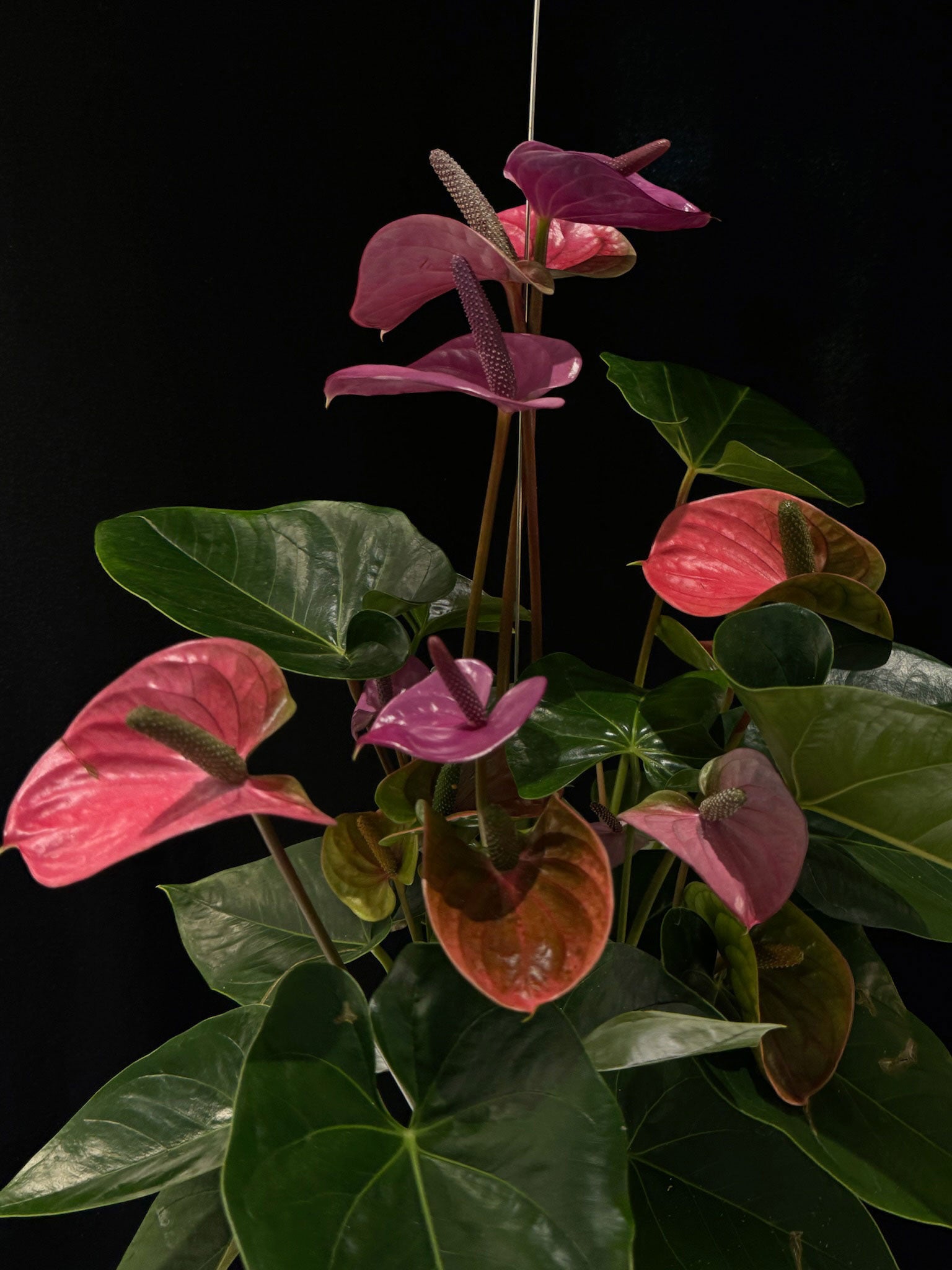 Kokedama di Anthurium andreanum mix - Atelier KOI KOI Milano
