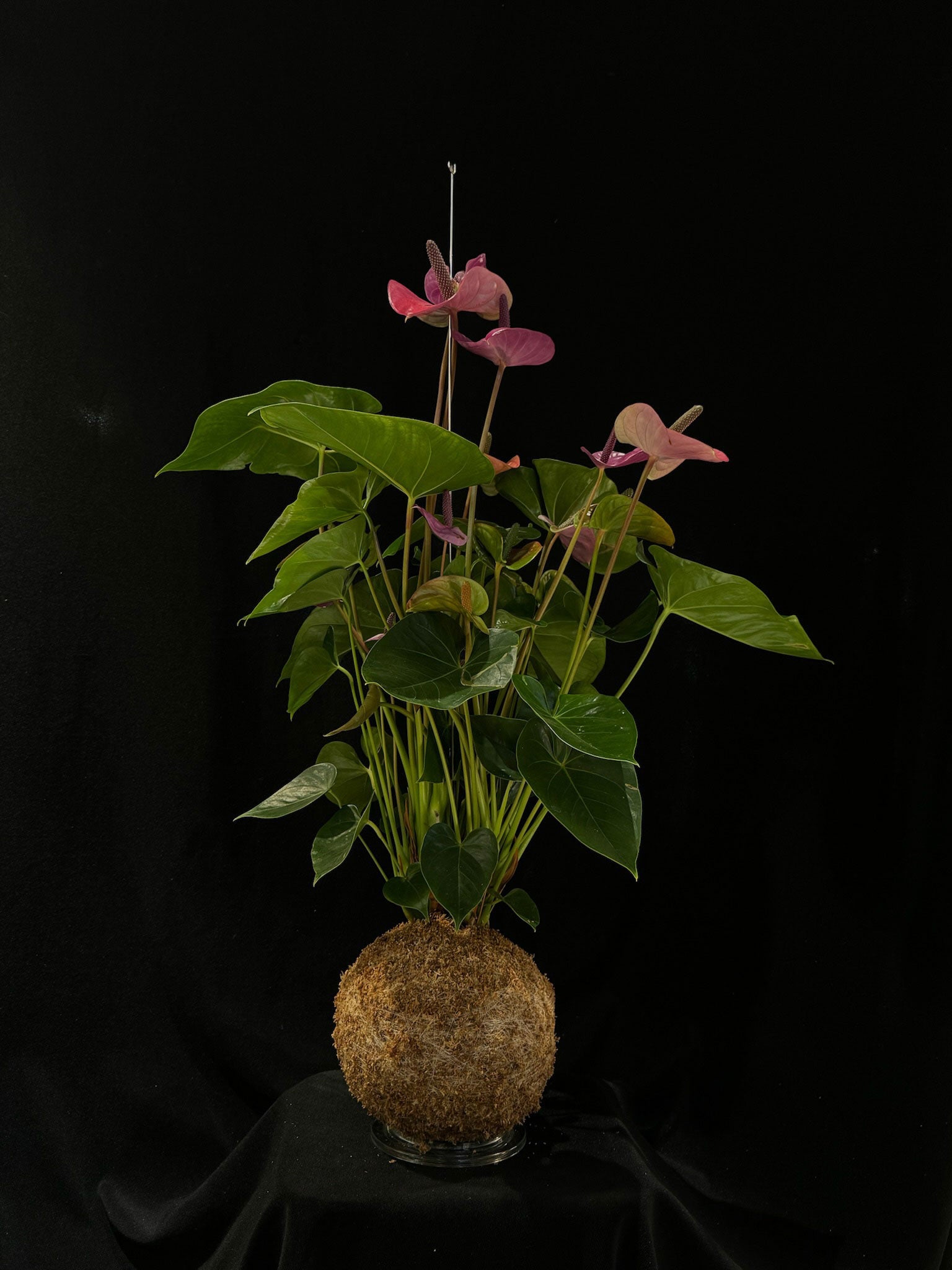 Kokedama di Anthurium andreanum mix - dettaglio - KOI KOI Milano