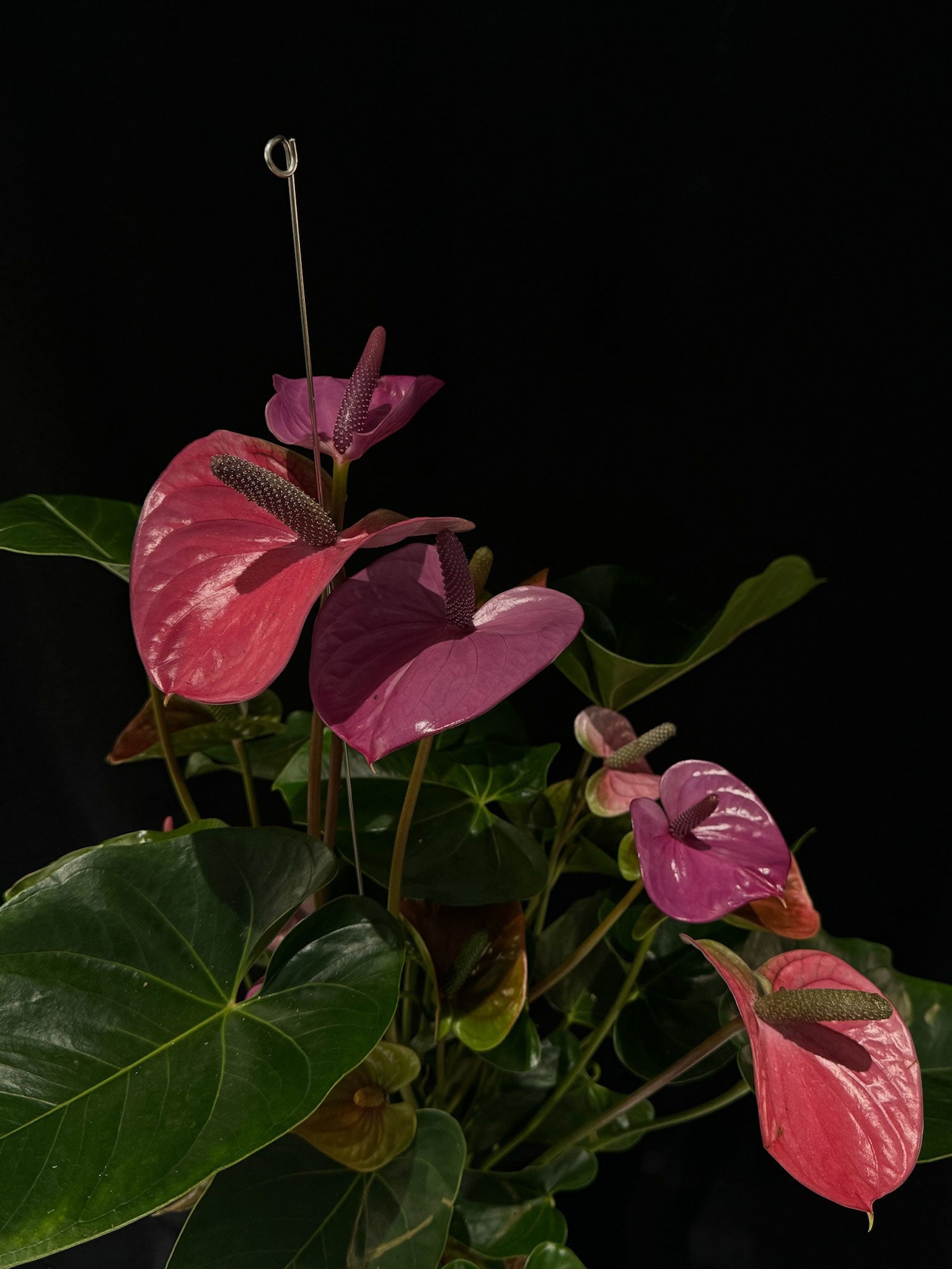 Kokedama di Anthurium andreanum mix - dettaglio - KOI KOI Milano
