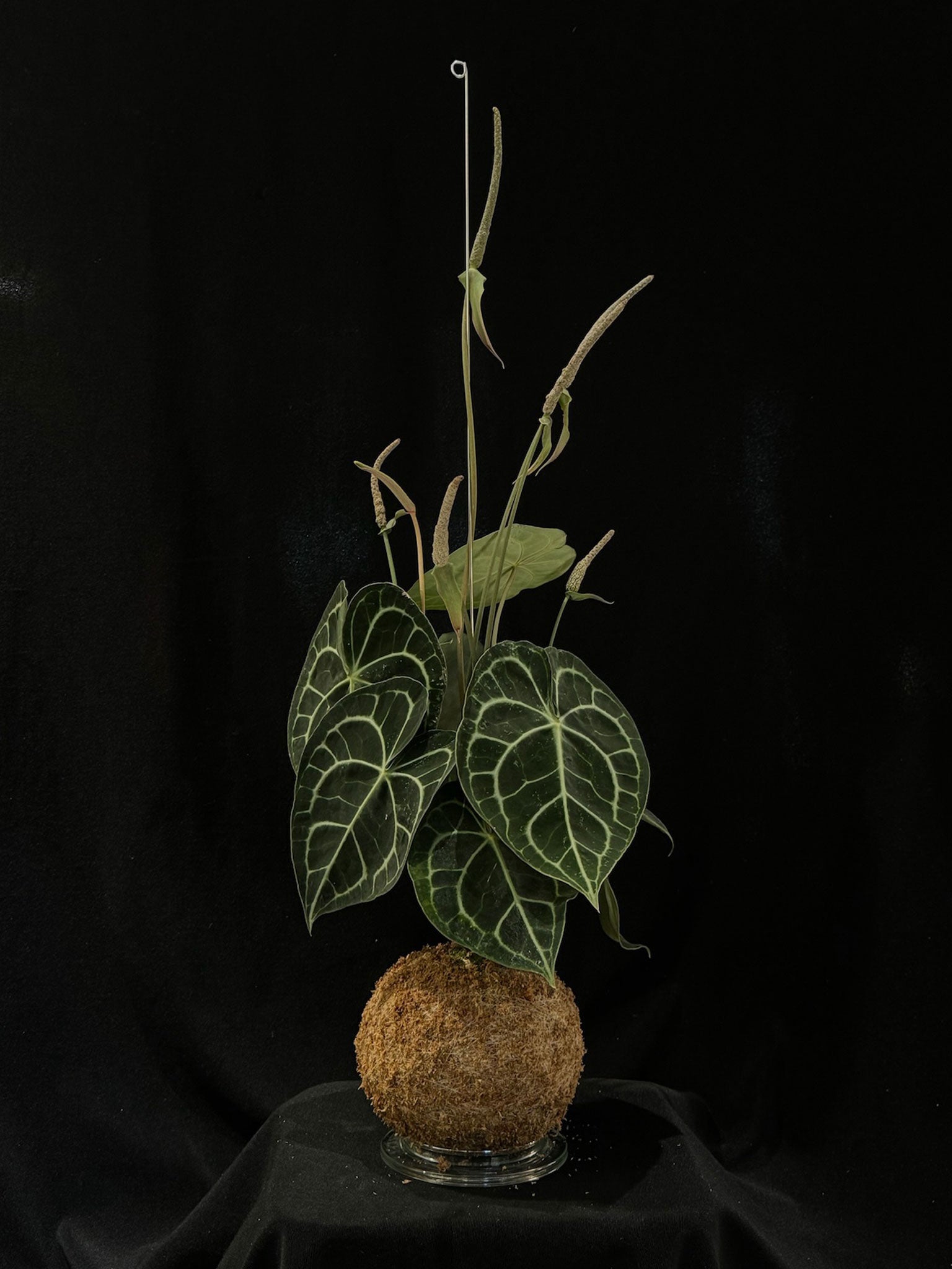 Kokedama di Anthurium clarinervium - dettaglio - KOI KOI Milano