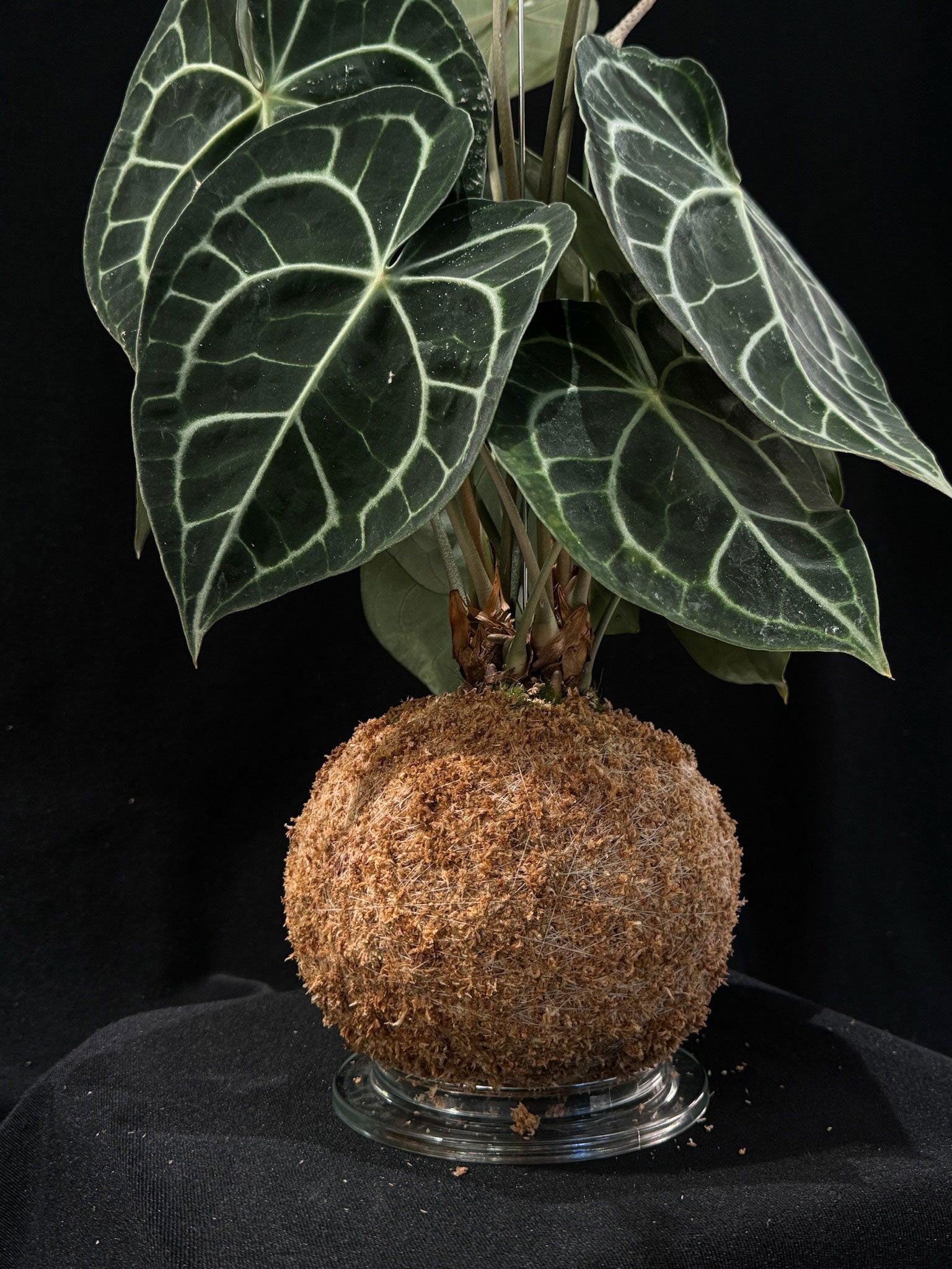 Kokedama di Anthurium clarinervium - Atelier KOI KOI Milano