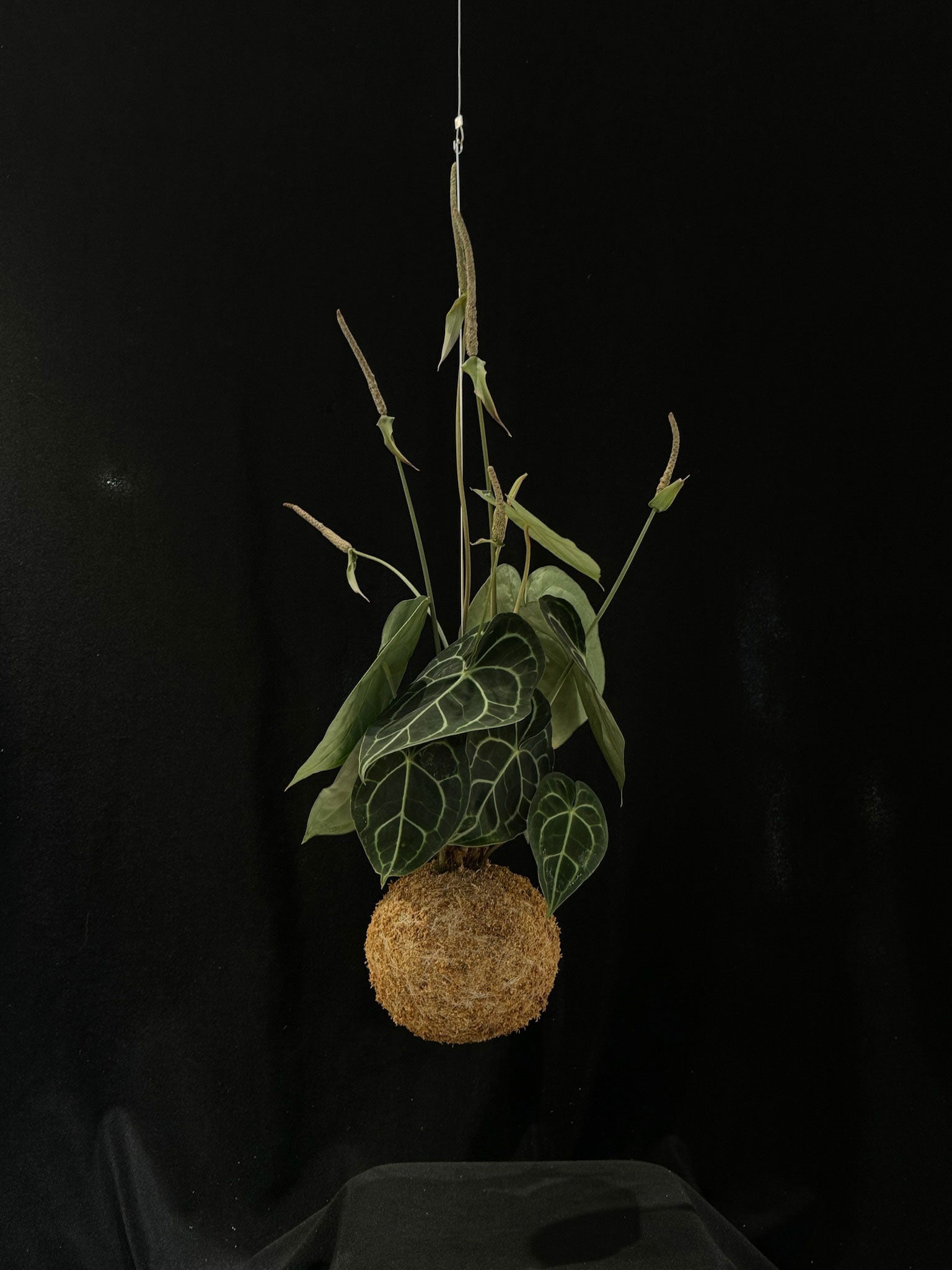 Kokedama di Anthurium clarinervium - dettaglio - KOI KOI Milano